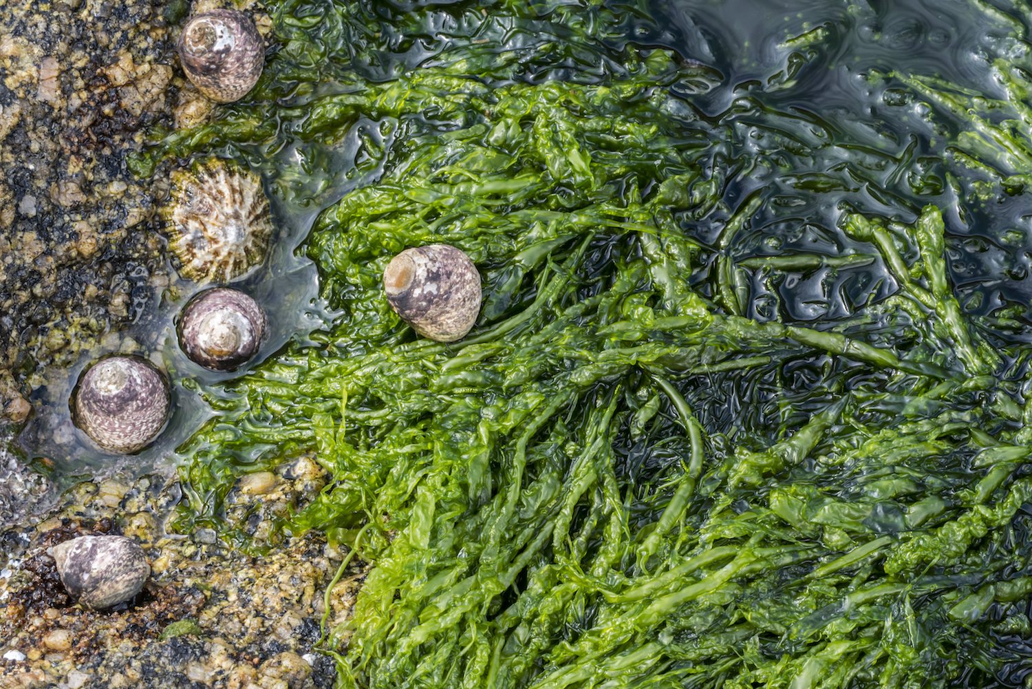 Opwarming aarde leidt tot tekort omega 3-vetzuren