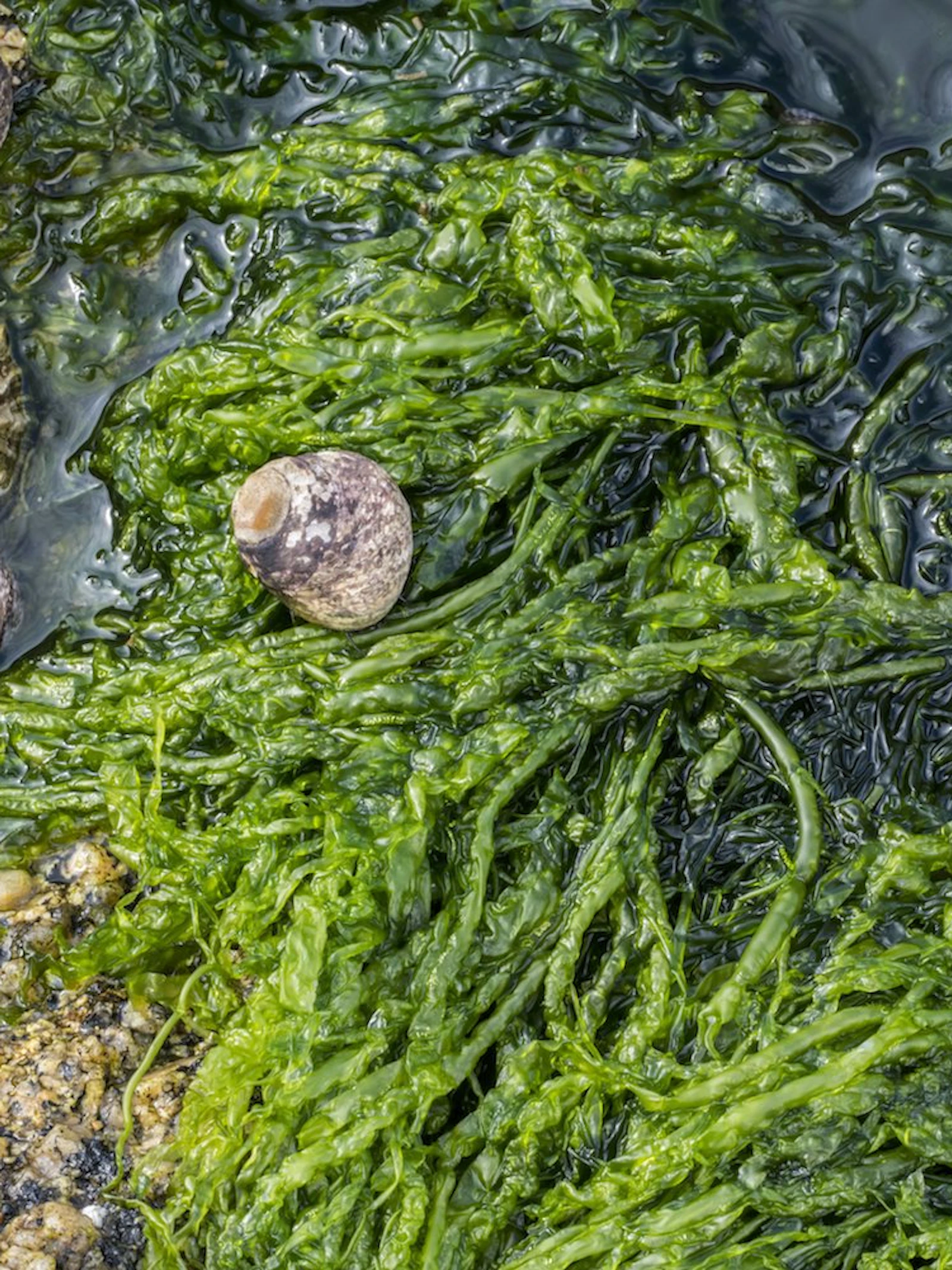 Opwarming aarde leidt tot tekort omega 3-vetzuren