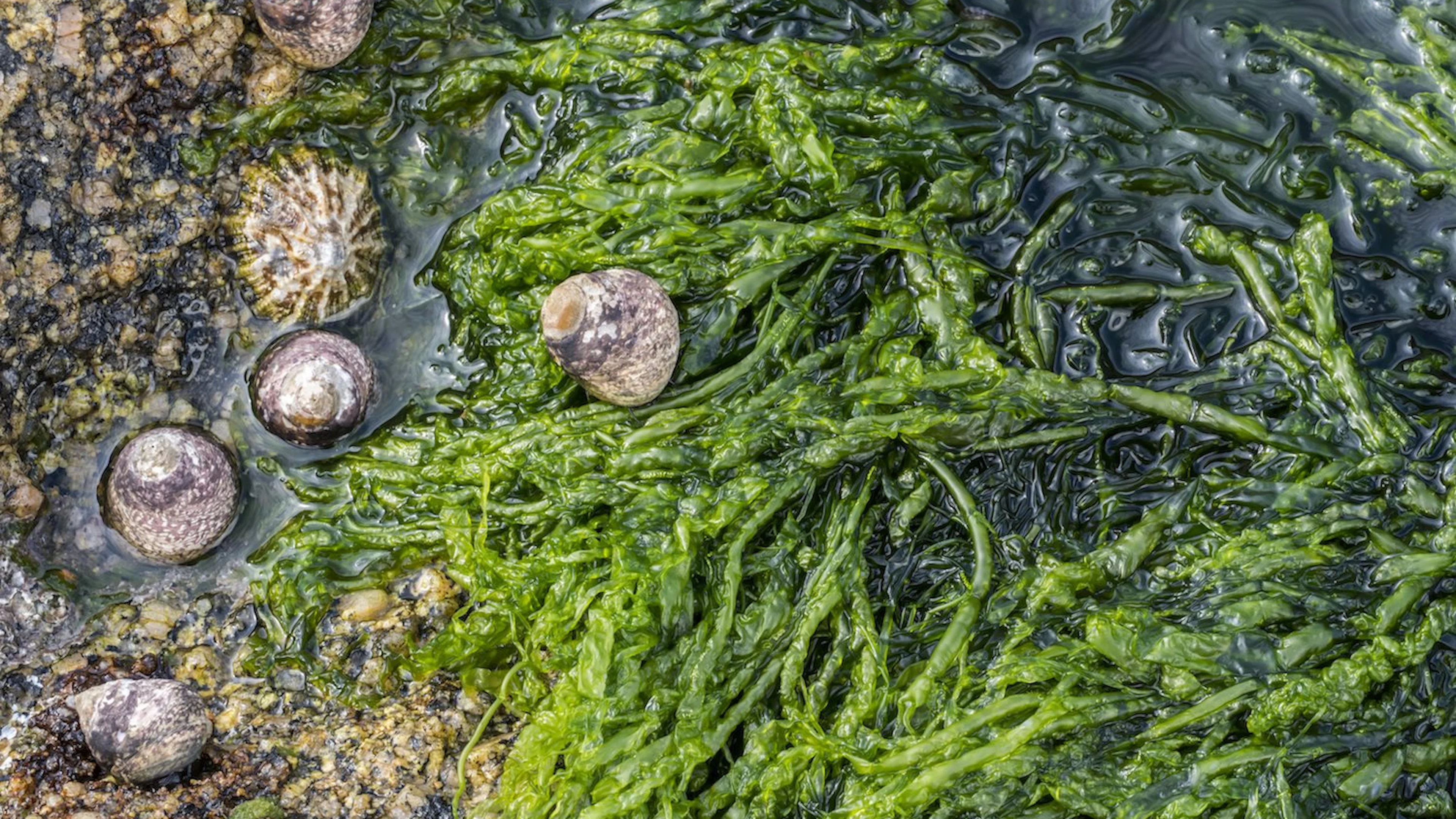 Opwarming aarde leidt tot tekort omega 3-vetzuren