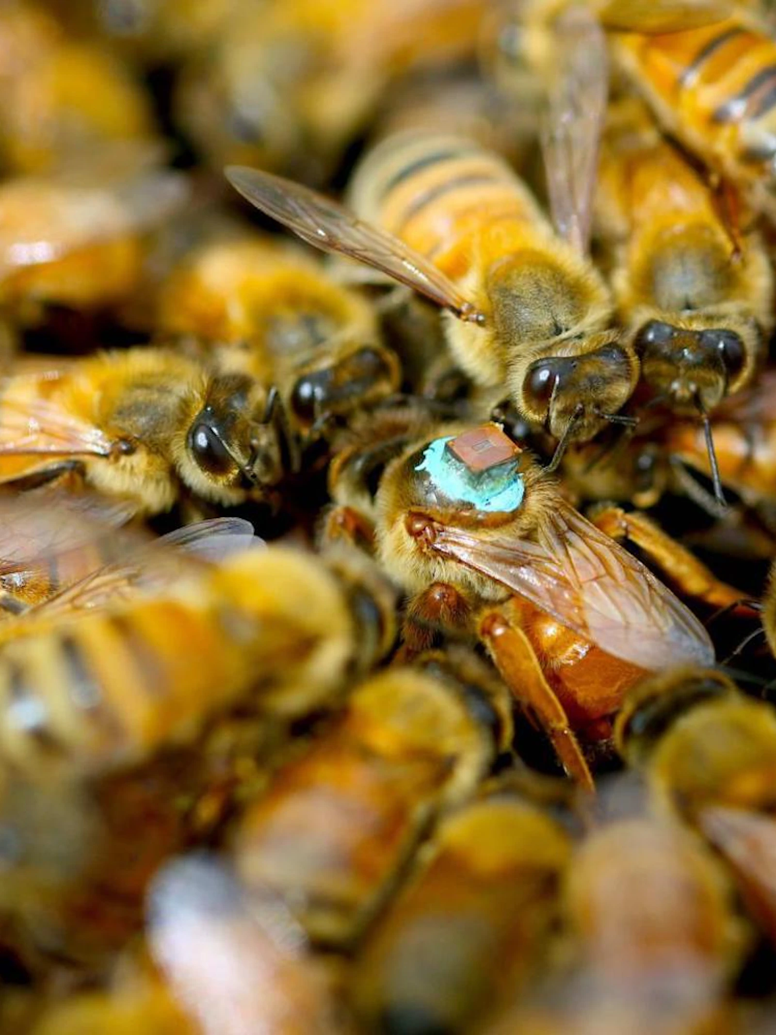 Mannetjesbij verblindt bijenkoningin tijdens paring met gif