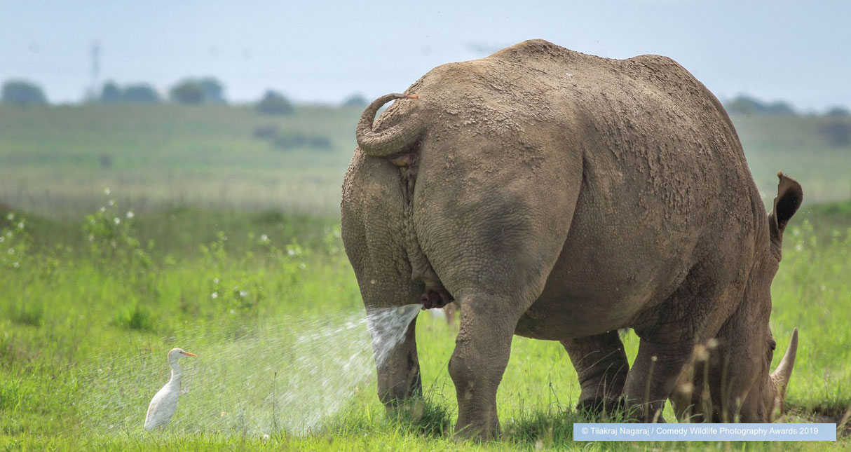 De grappigste natuurfoto's van 2019