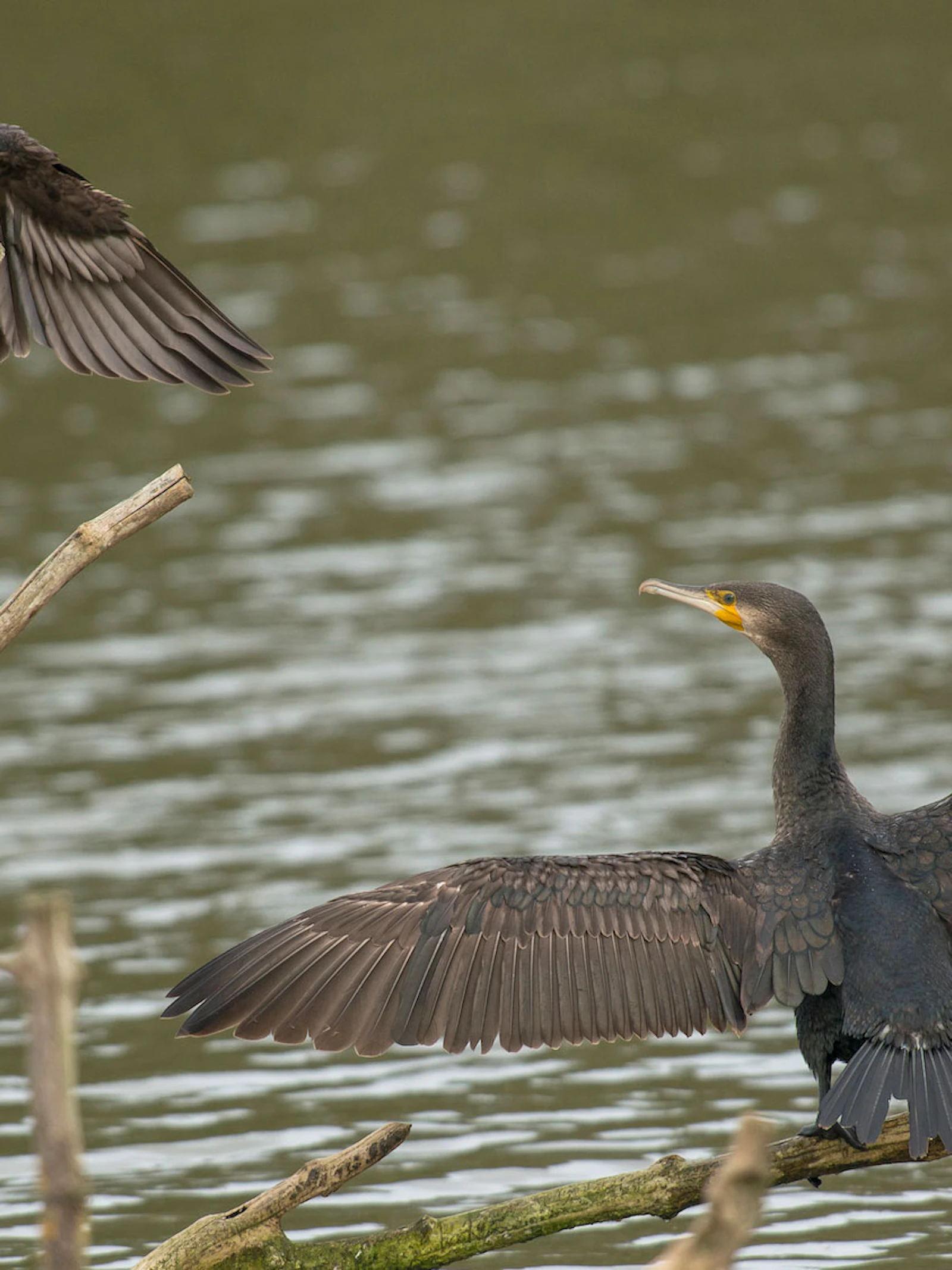 Zeevogels volgen elkaar tijdens het vissen