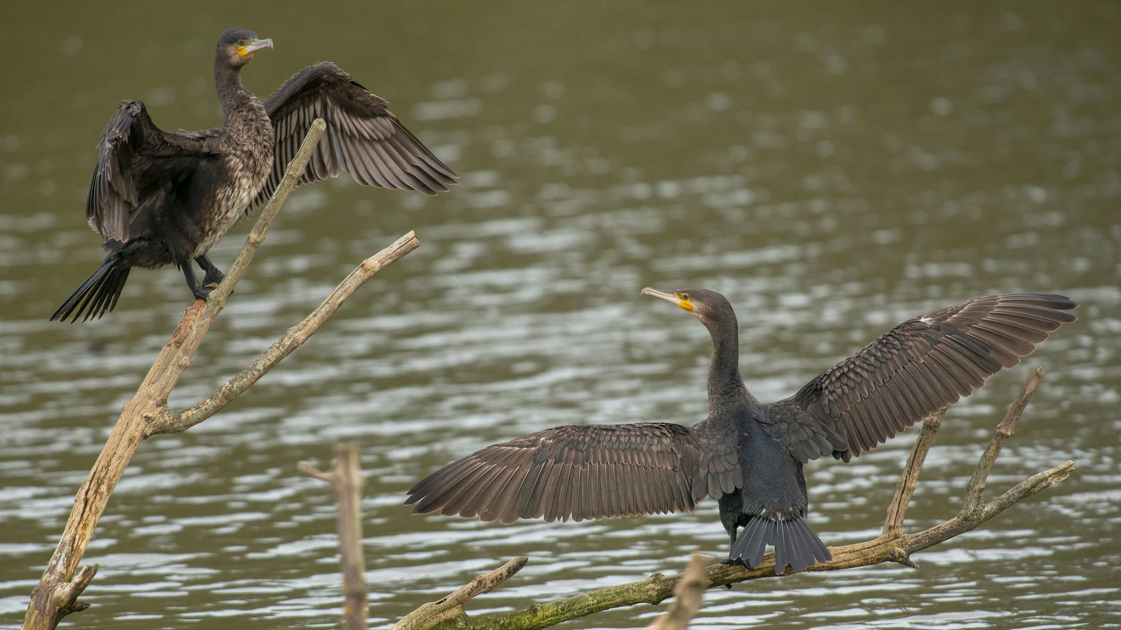 Zeevogels volgen elkaar tijdens het vissen