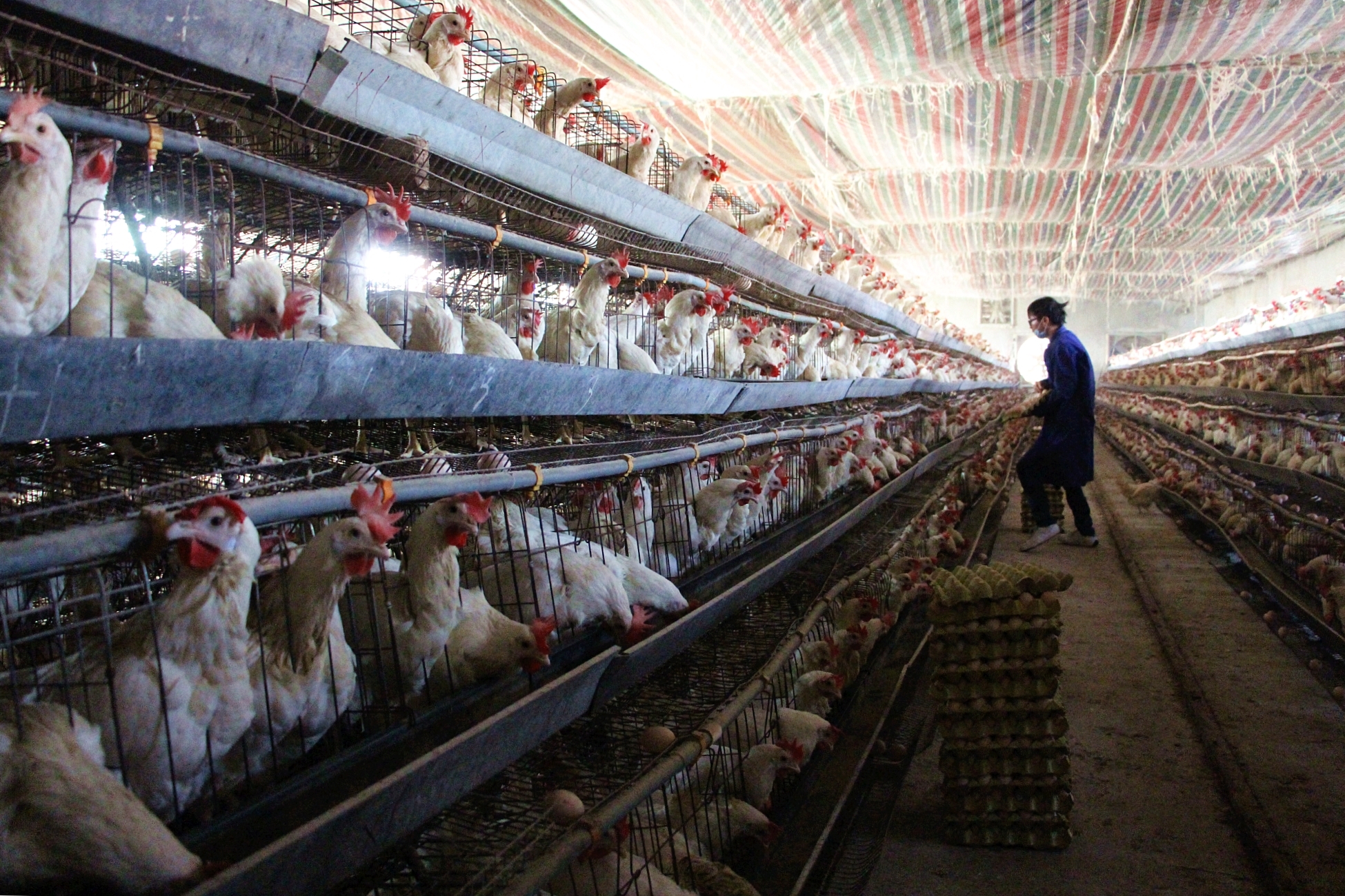 Meer vee, meer antibioticaresistentie