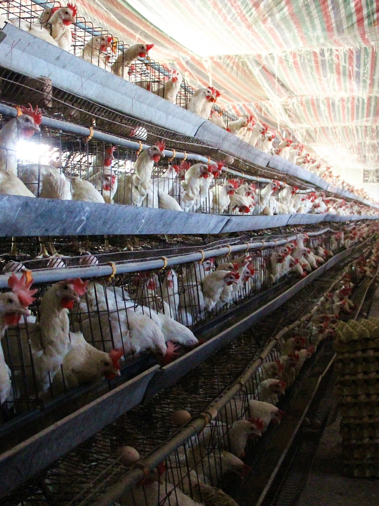 Meer vee, meer antibioticaresistentie