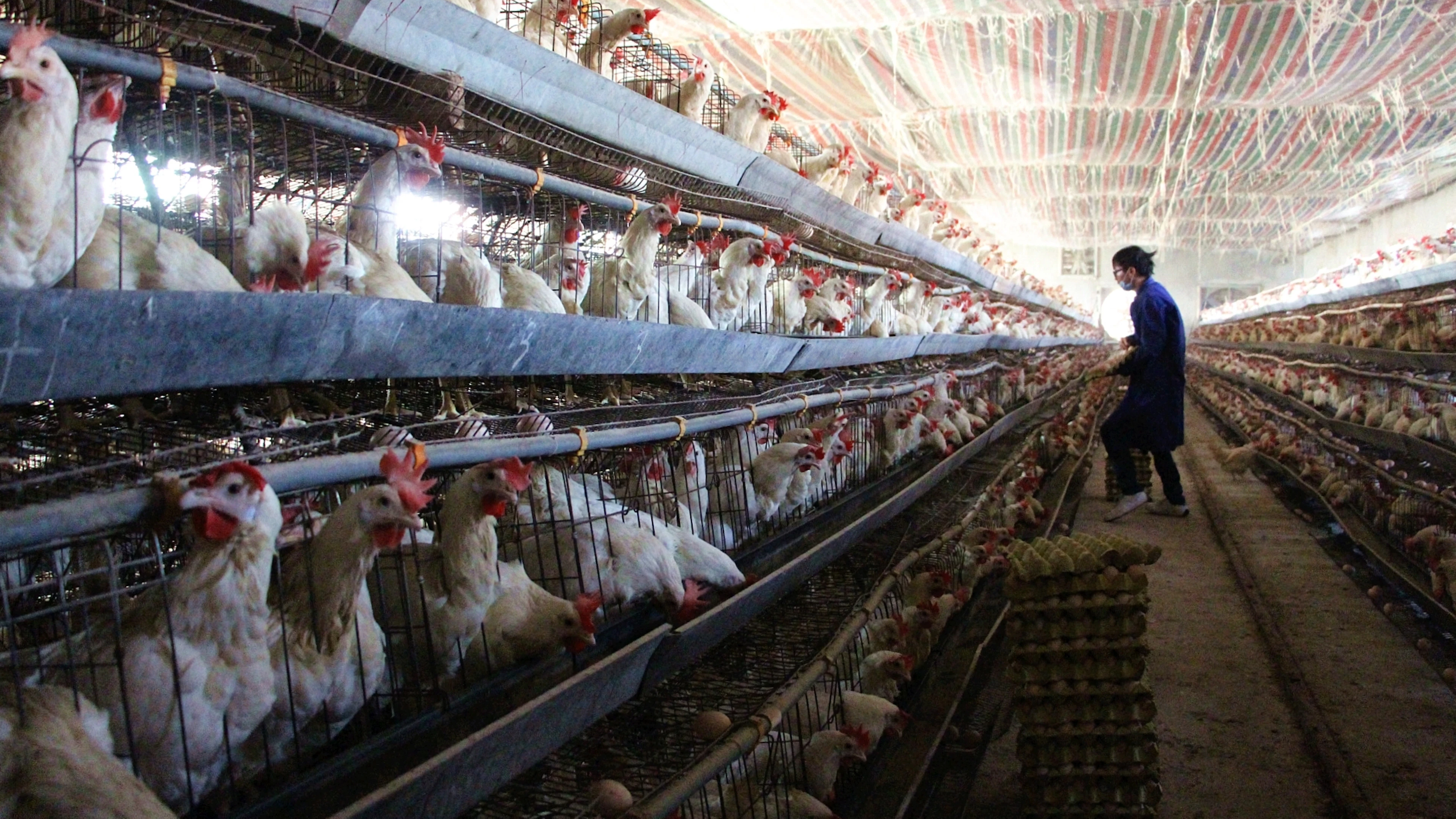 Meer vee, meer antibioticaresistentie
