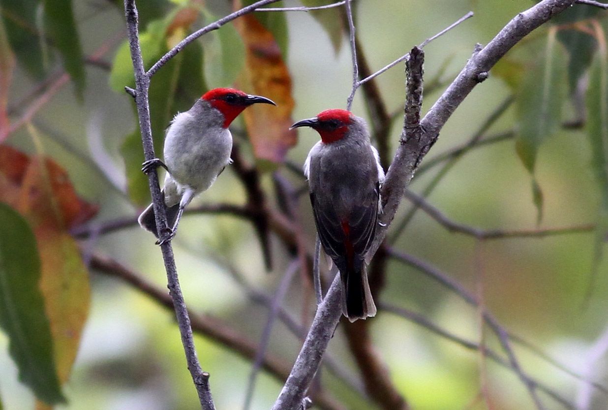 Nieuwe vogelsoort ontdekt op Indonesische eiland Alor