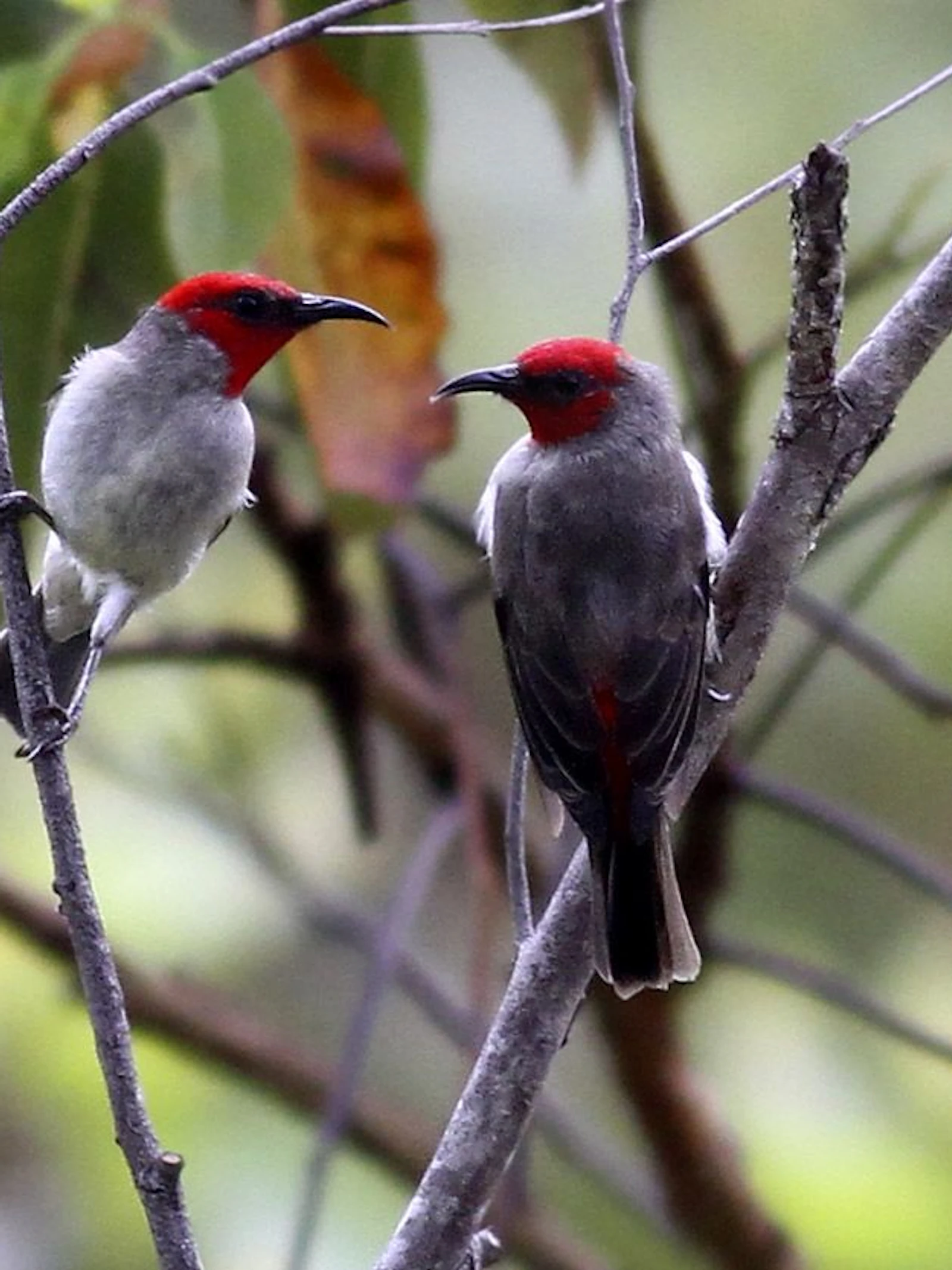 Nieuwe vogelsoort ontdekt op Indonesische eiland Alor