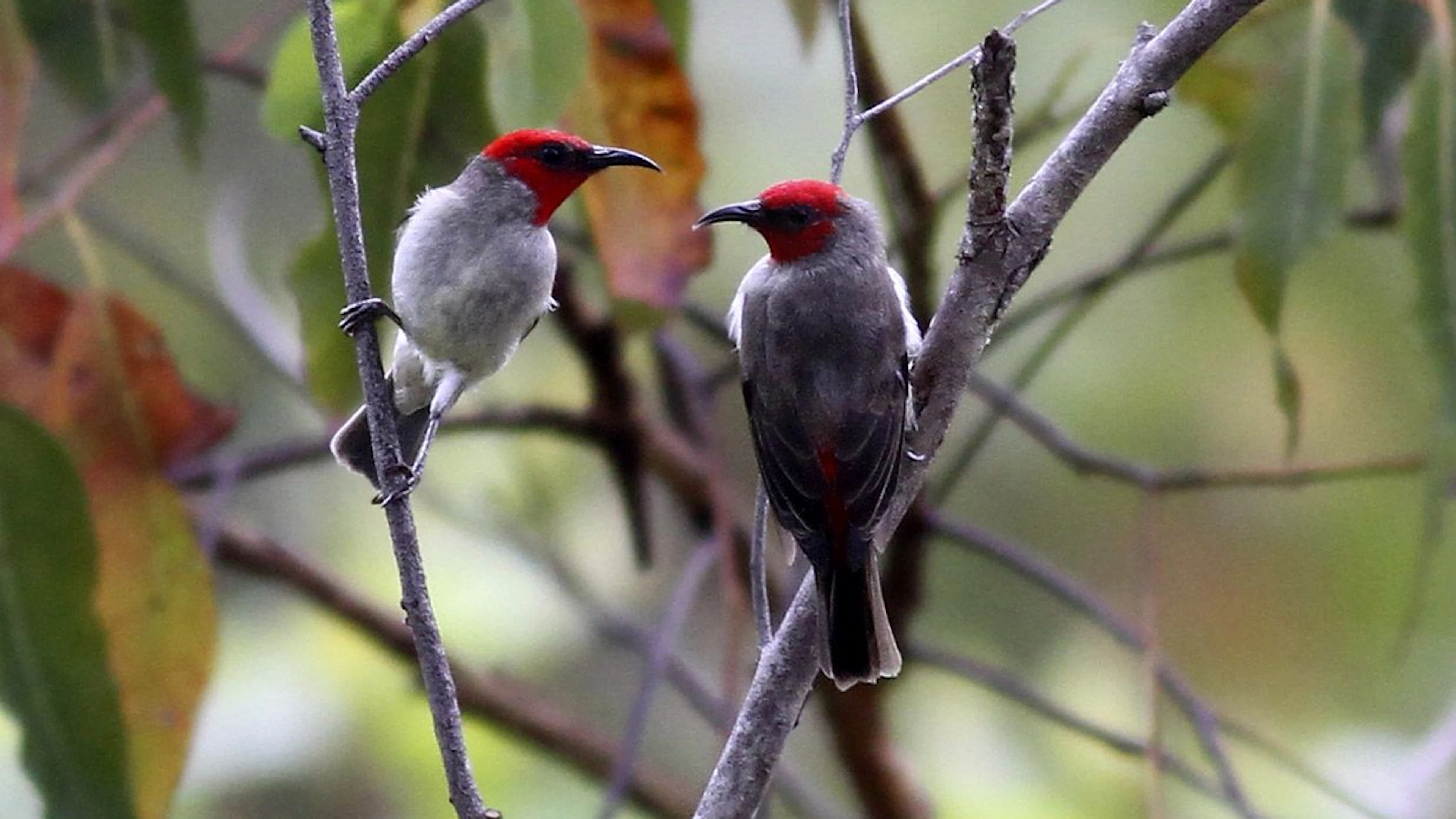 Nieuwe vogelsoort ontdekt op Indonesische eiland Alor