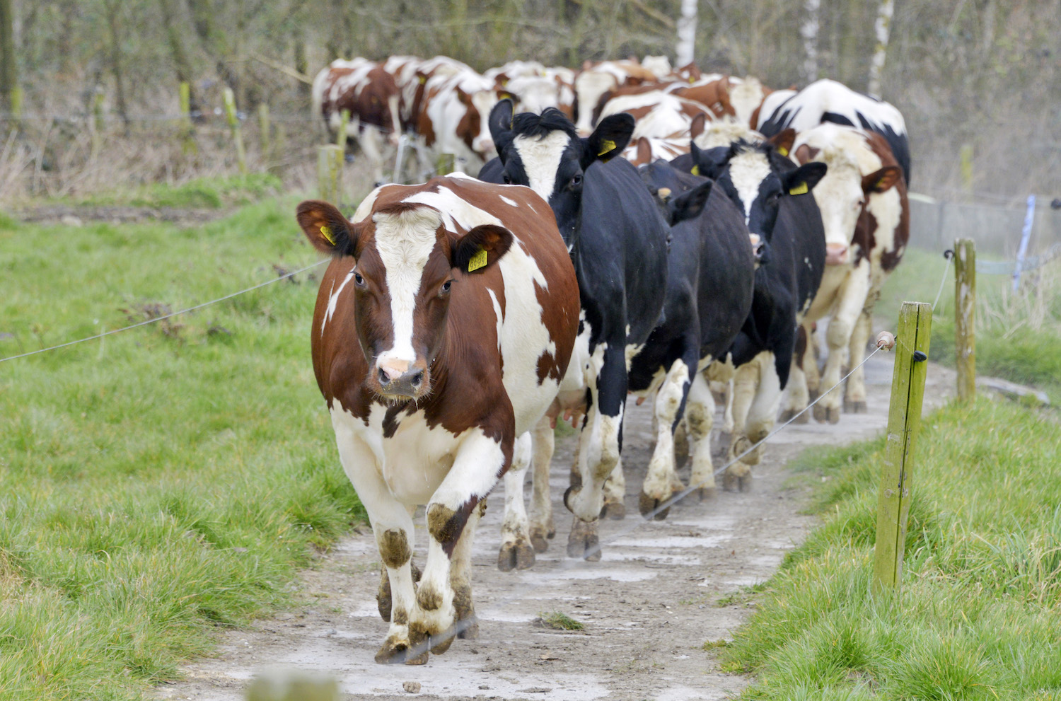 Vlaanderen stikt in stikstof