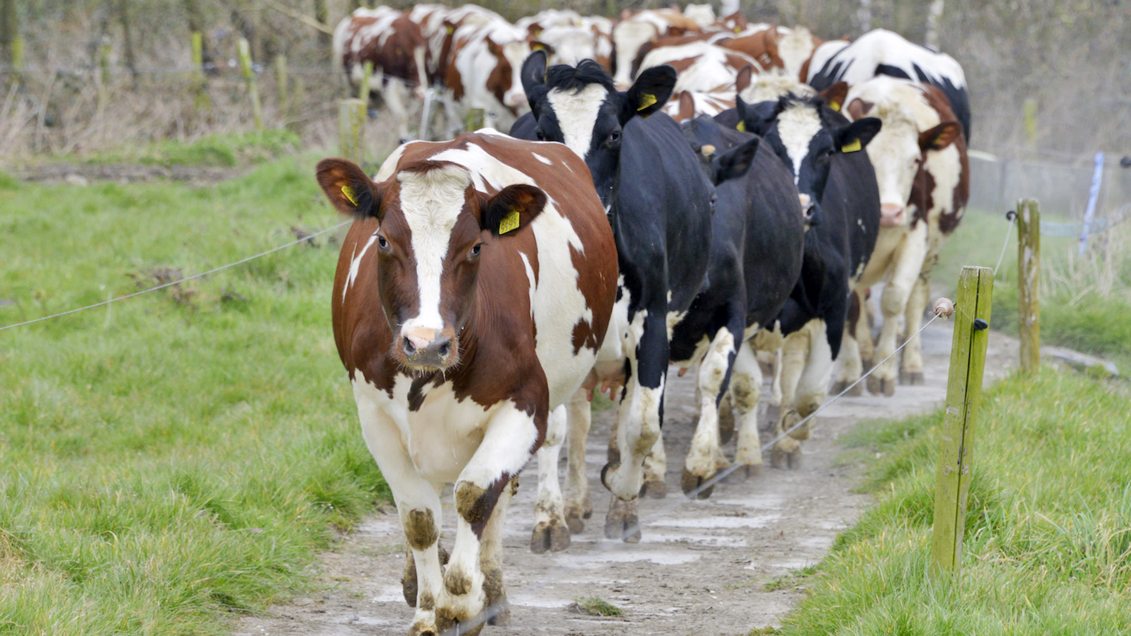 Vlaanderen stikt in stikstof