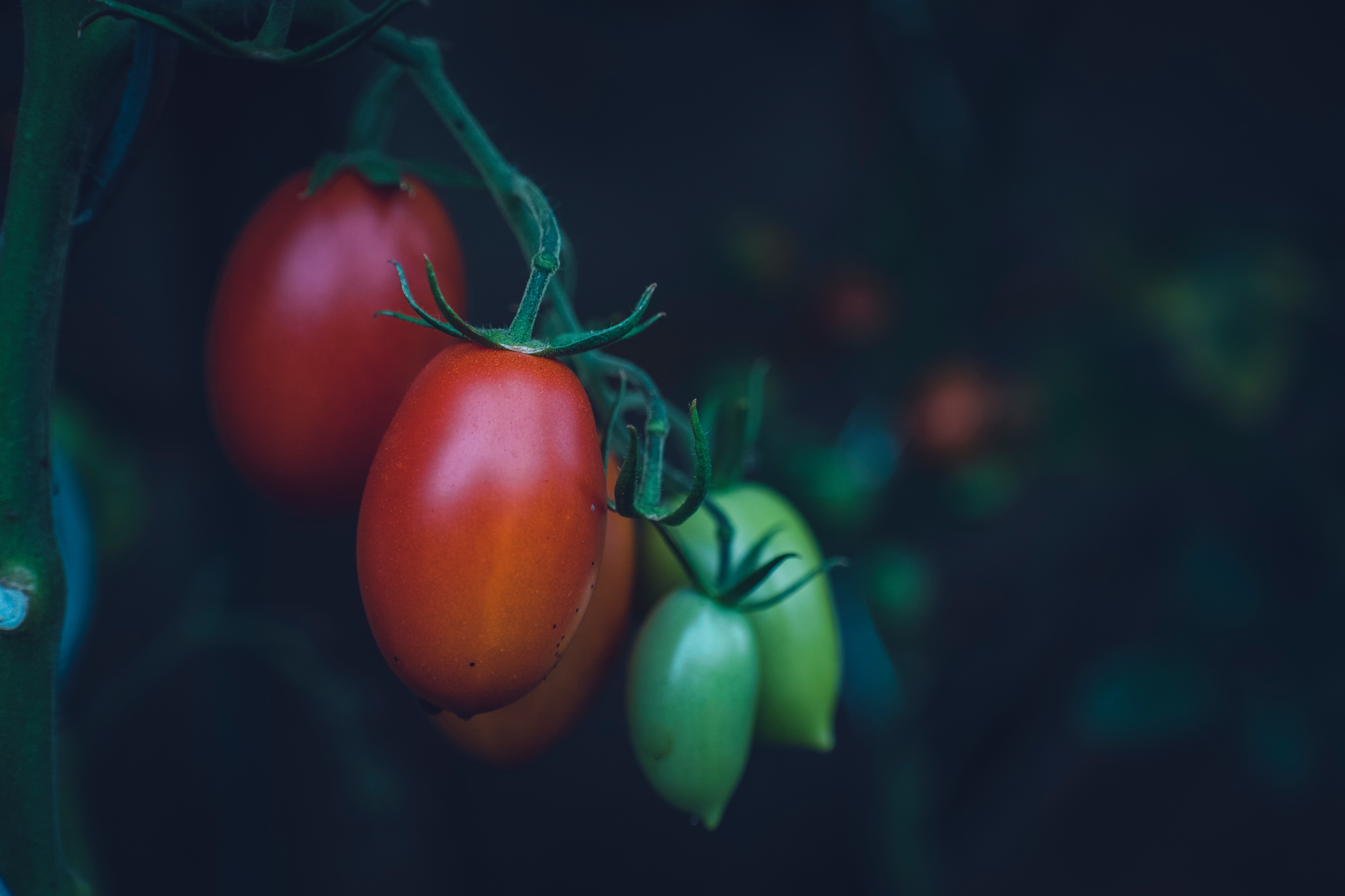 Zijn tomaten goed voor het sperma?