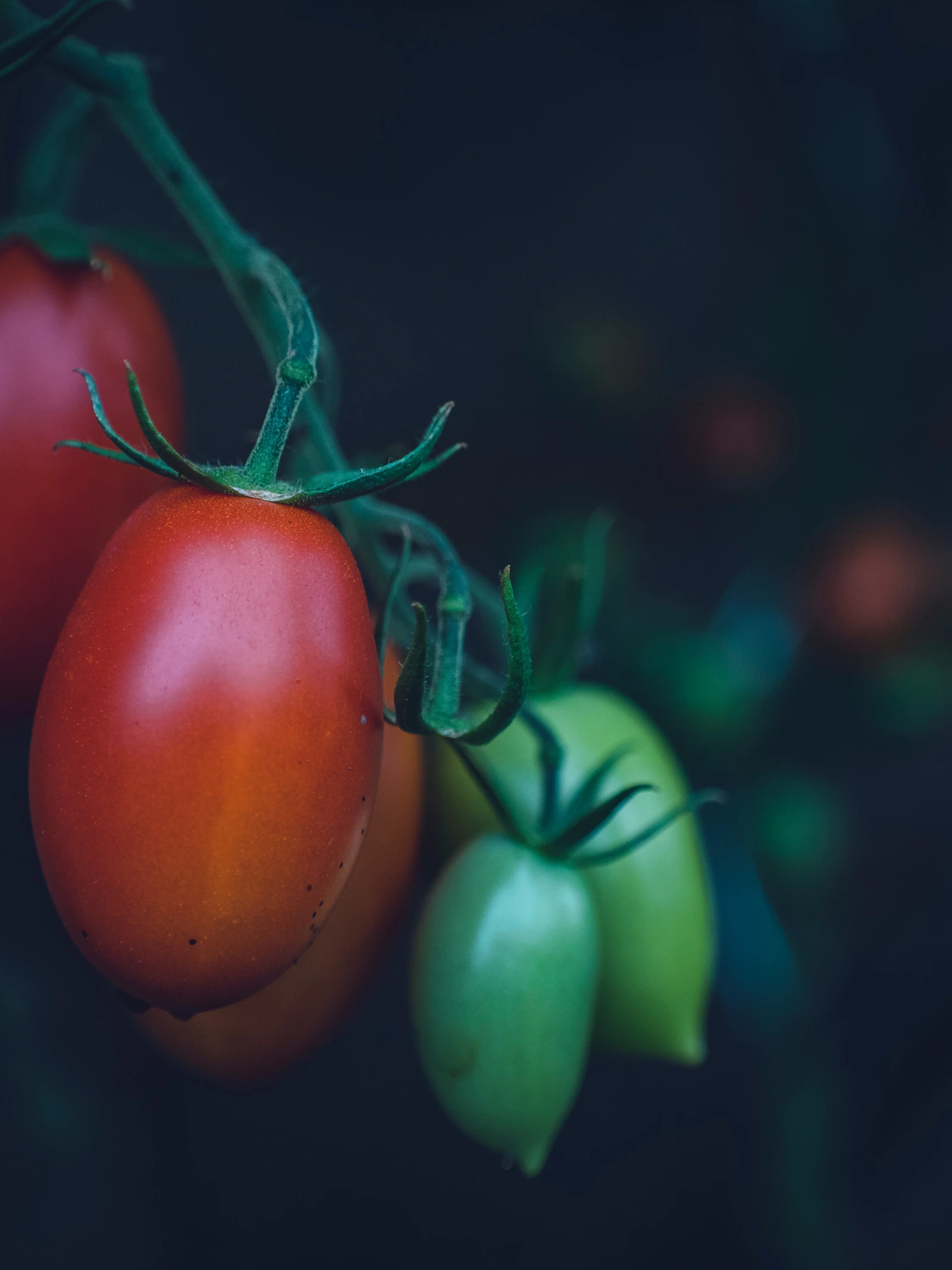 Zijn tomaten goed voor het sperma?