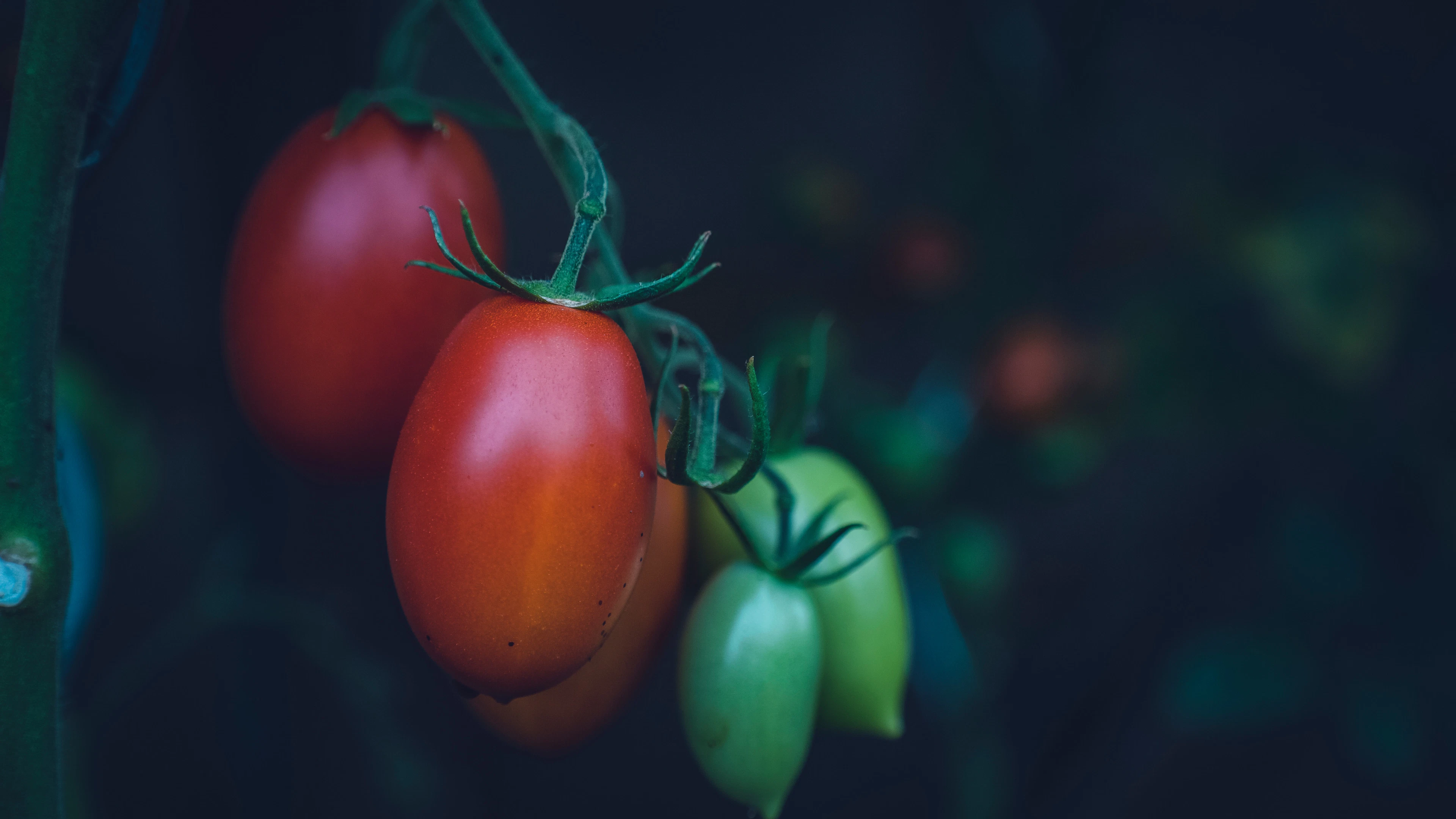 Zijn tomaten goed voor het sperma?