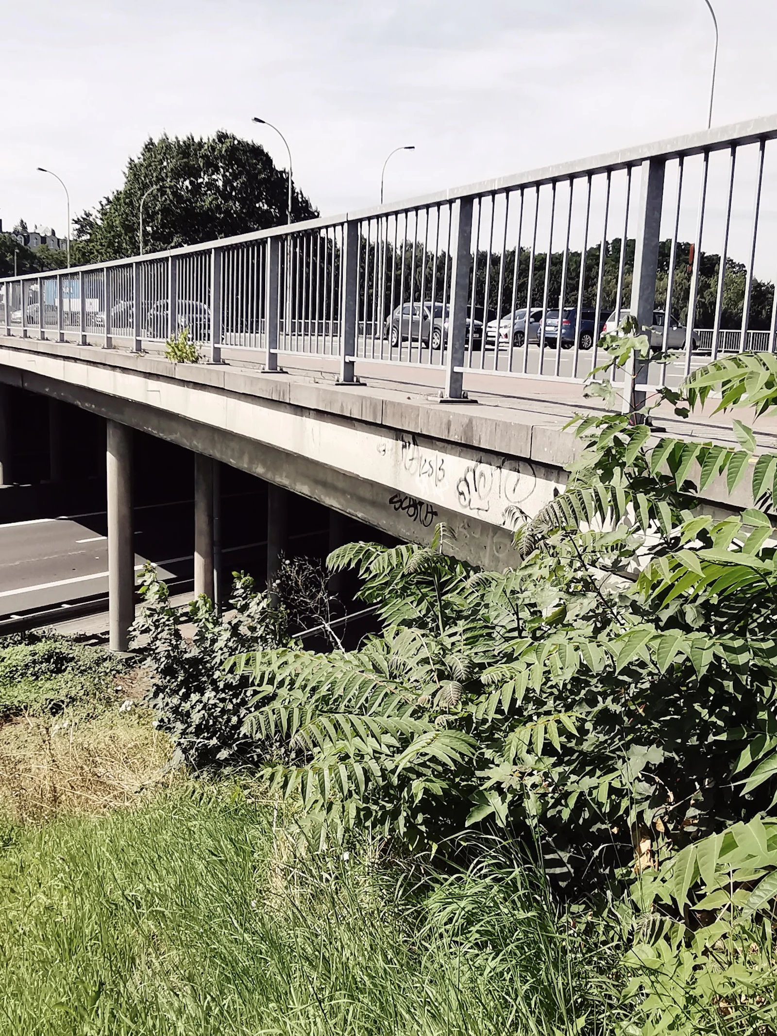 De stad, een buitenaards ecosysteem