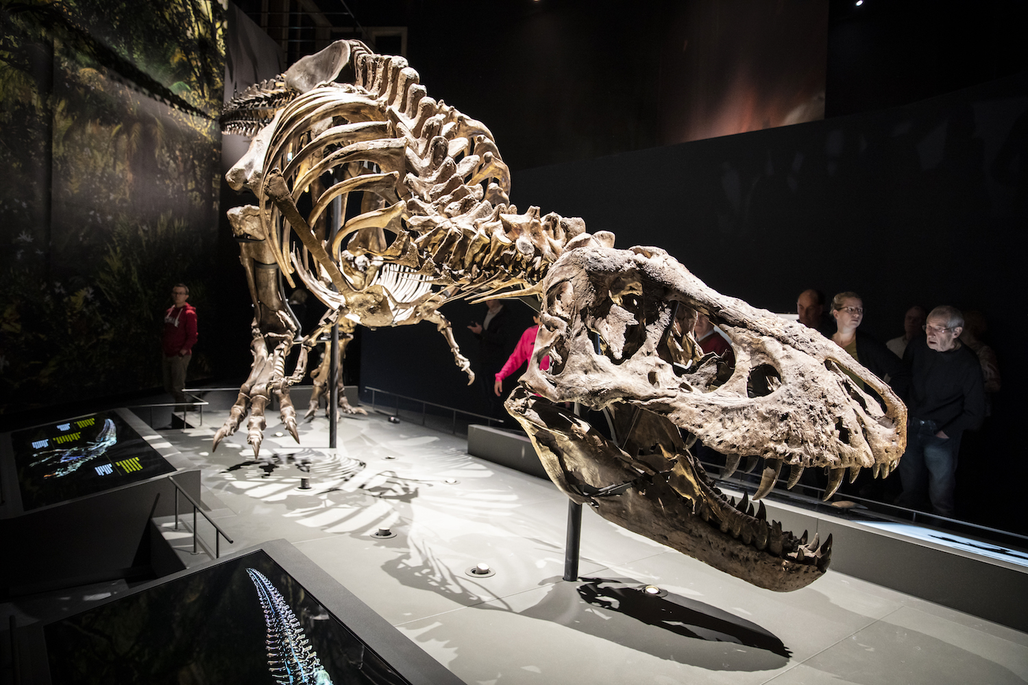 Zo hielden dino’s het hoofd koel