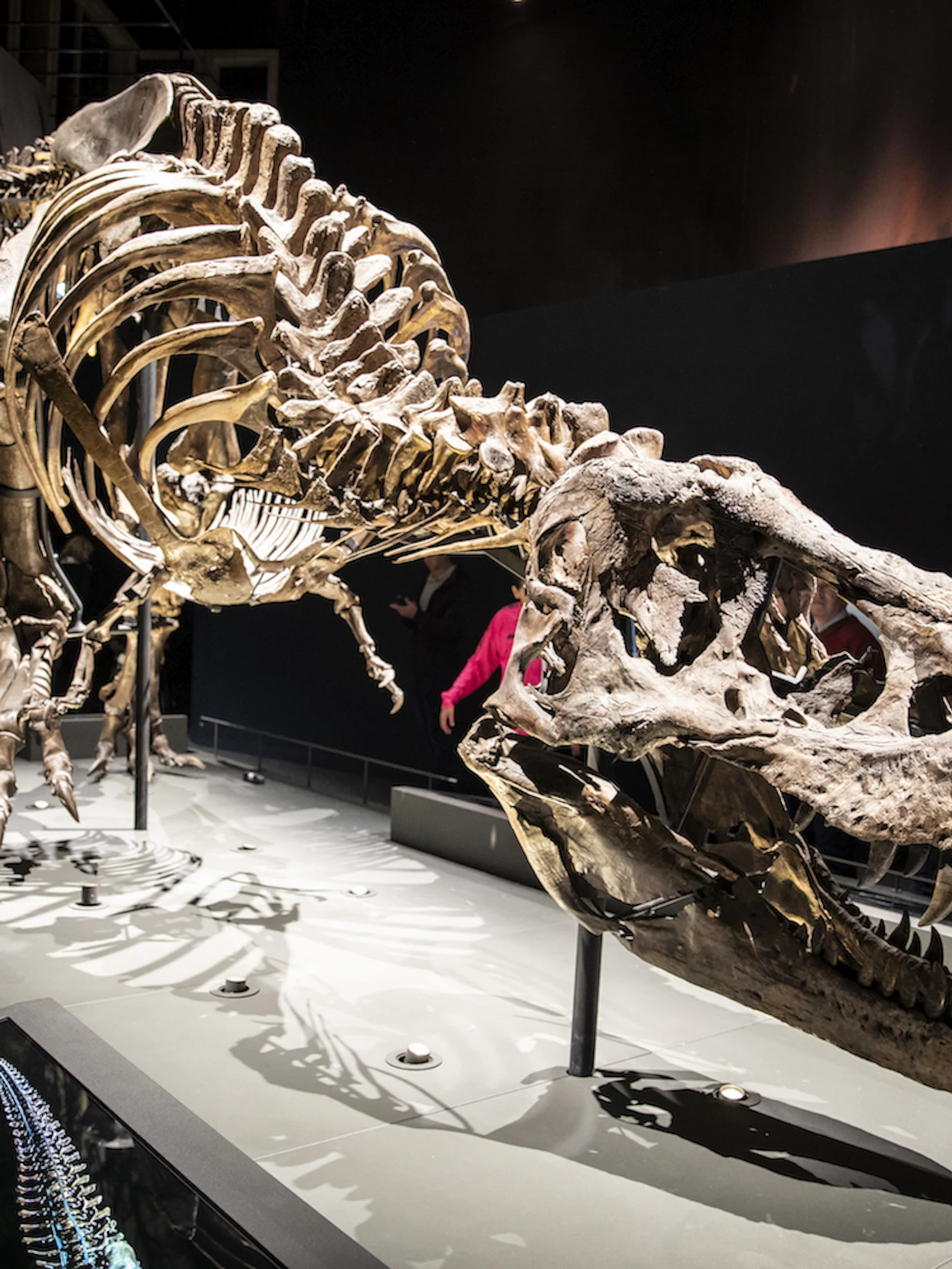 Zo hielden dino’s het hoofd koel