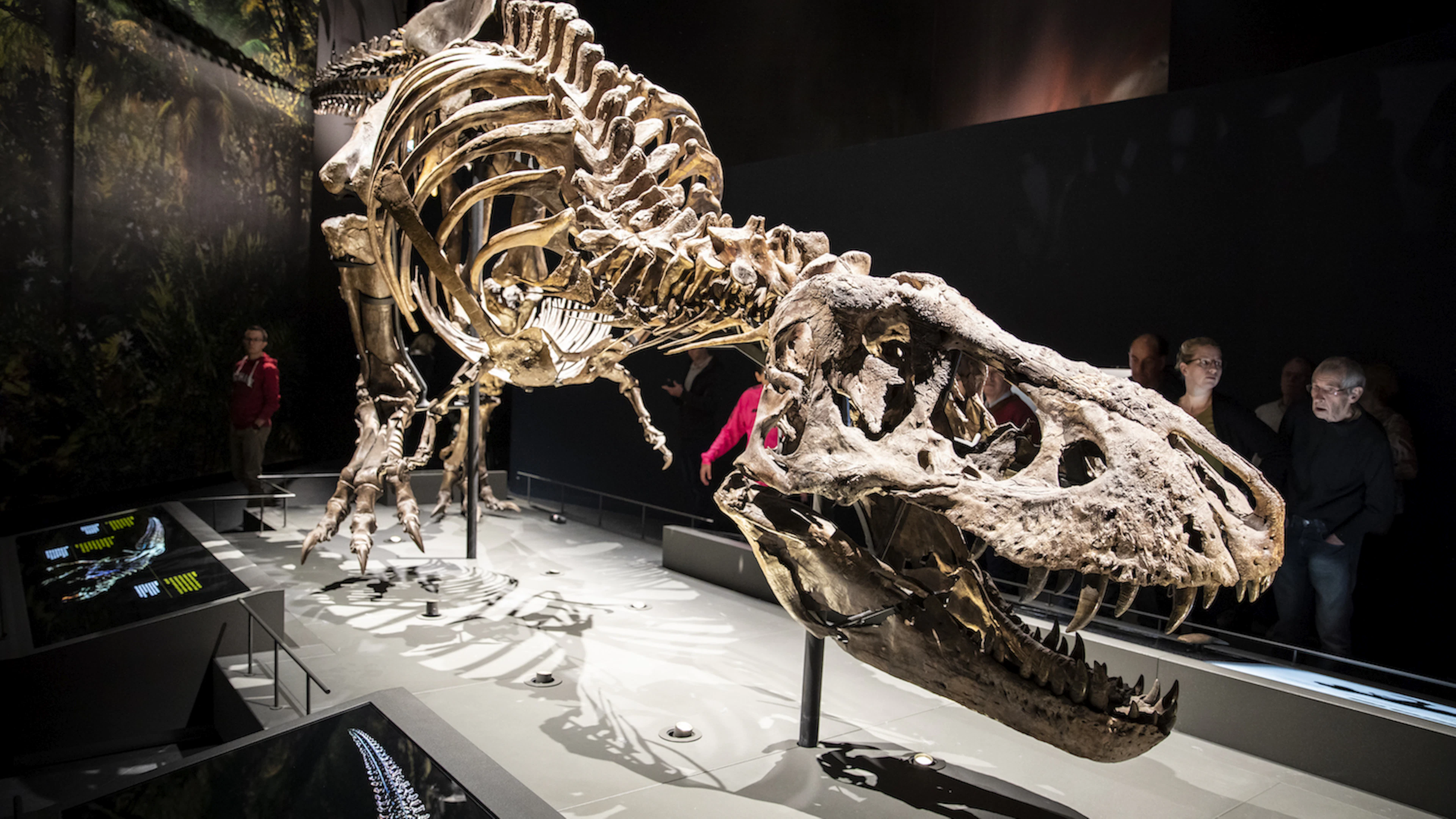 Zo hielden dino’s het hoofd koel