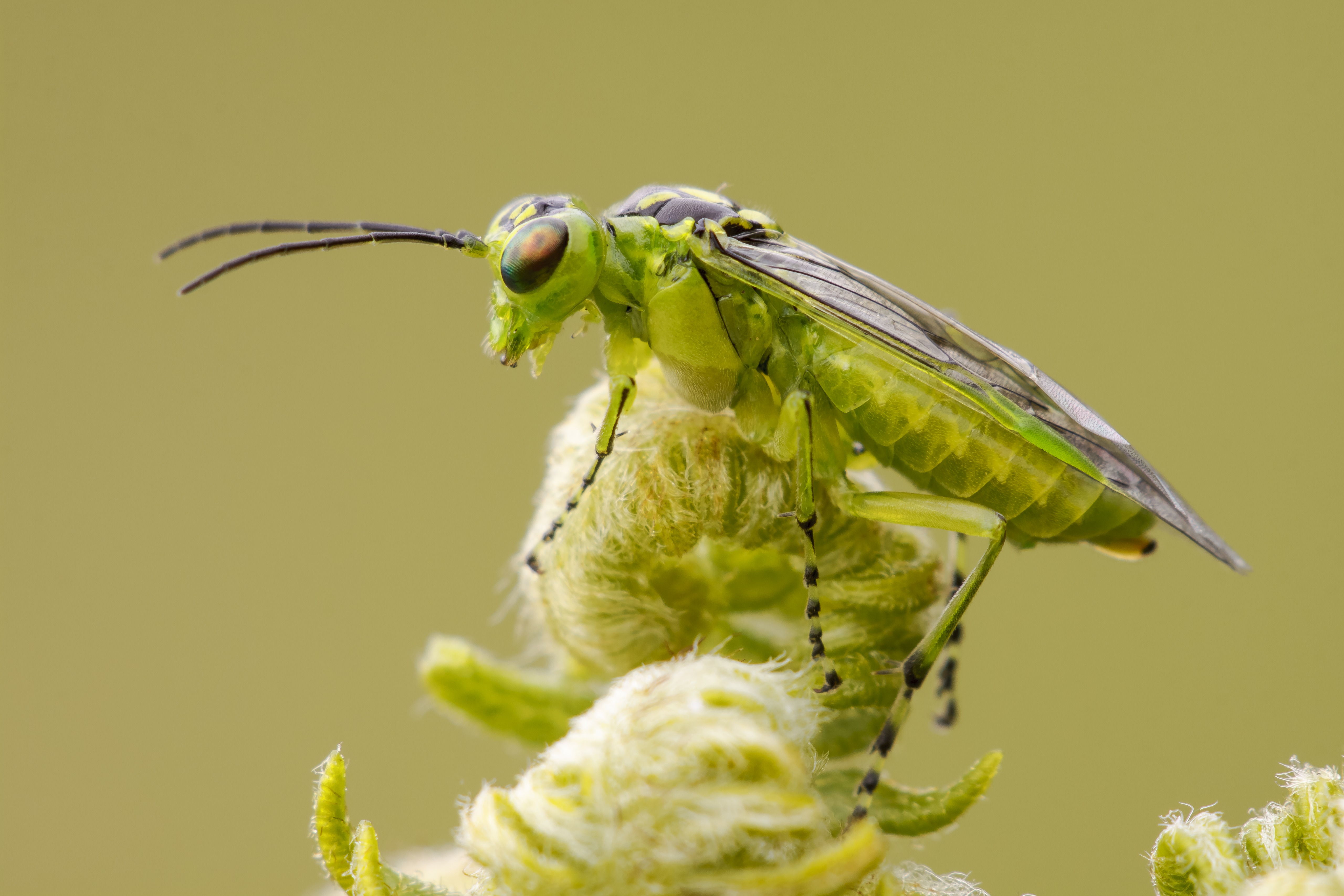 Nieuwe studie levert sterk bewijs voor achteruitgang insecten