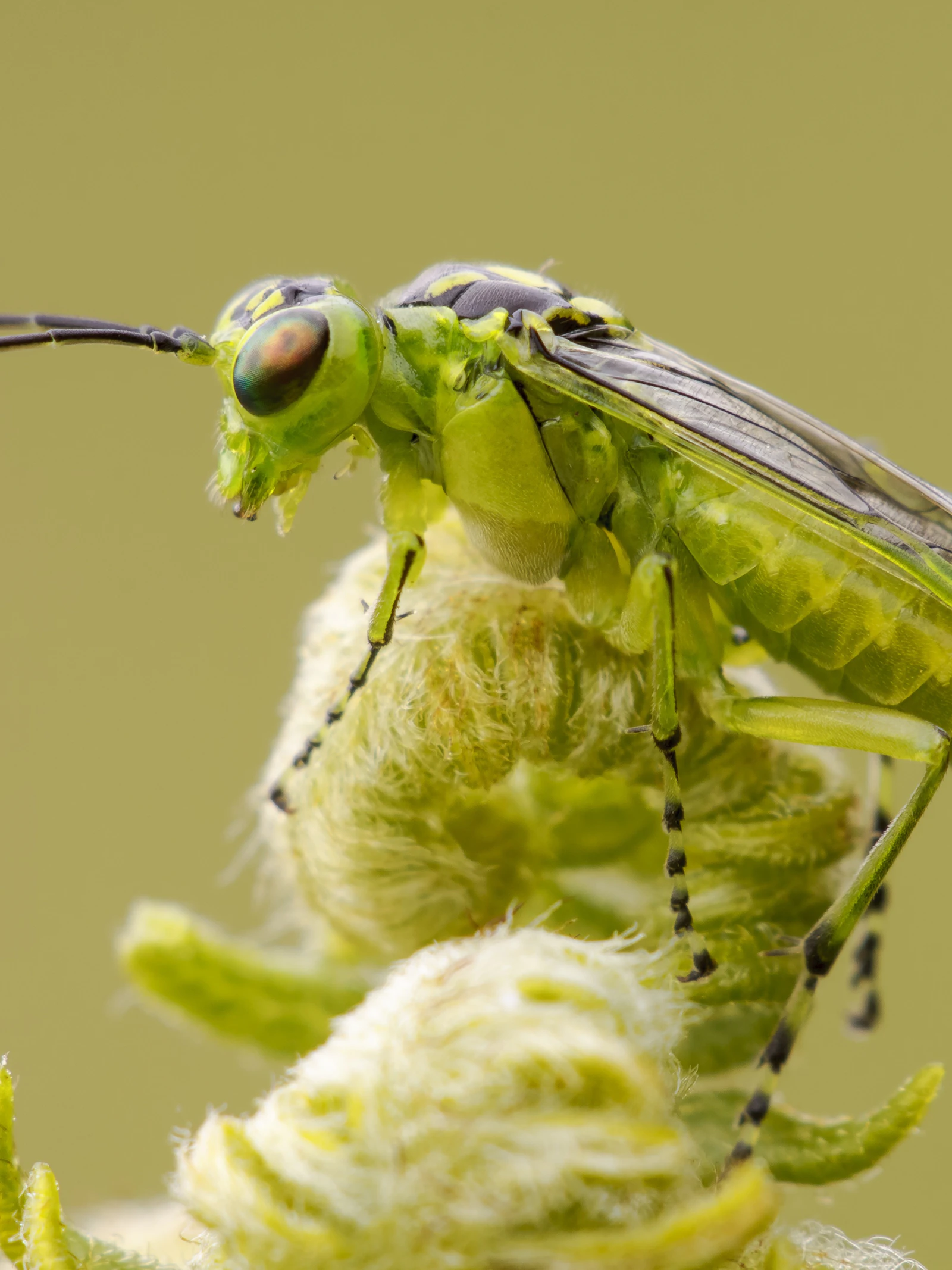 Nieuwe studie levert sterk bewijs voor achteruitgang insecten