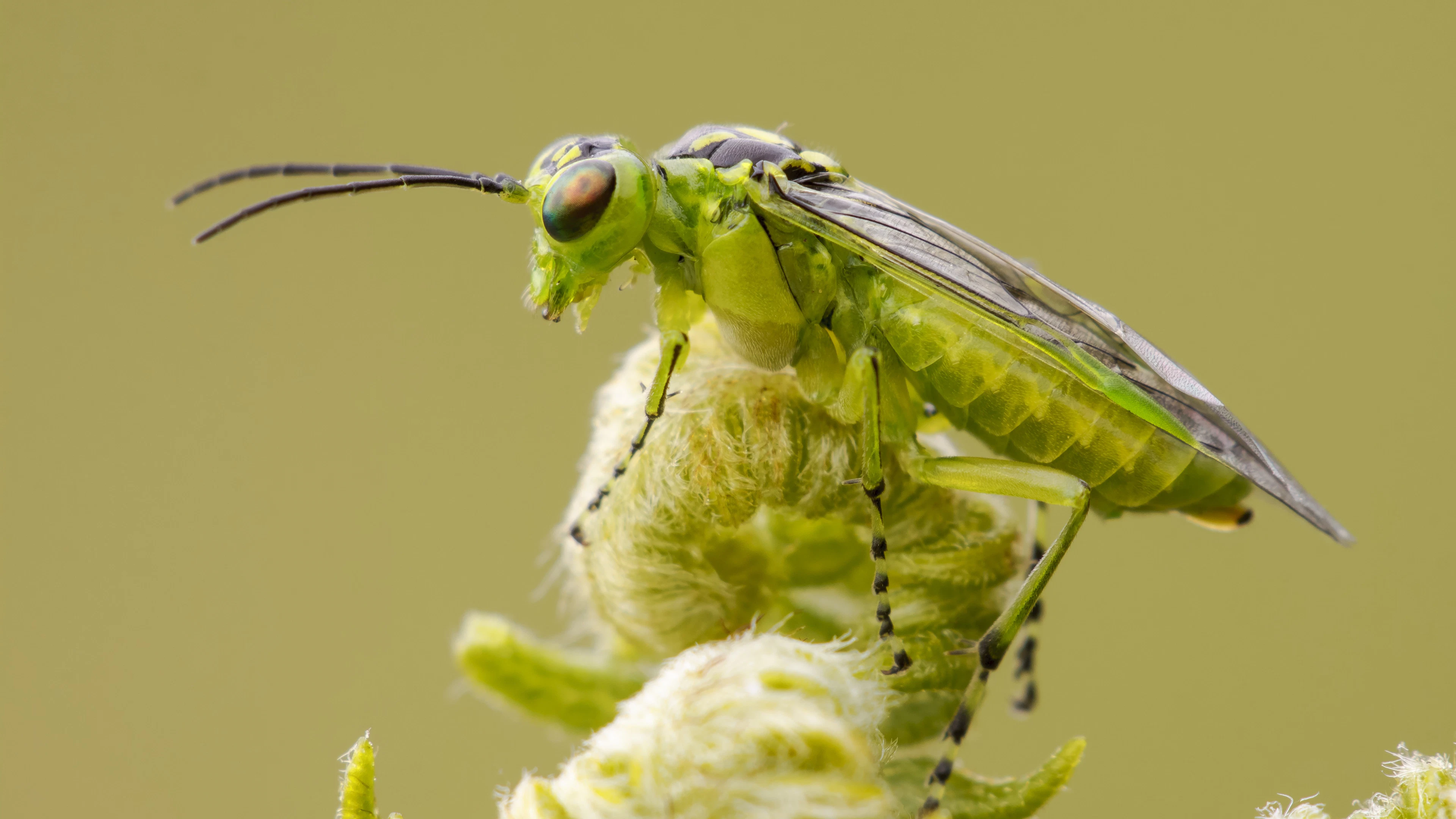 Nieuwe studie levert sterk bewijs voor achteruitgang insecten