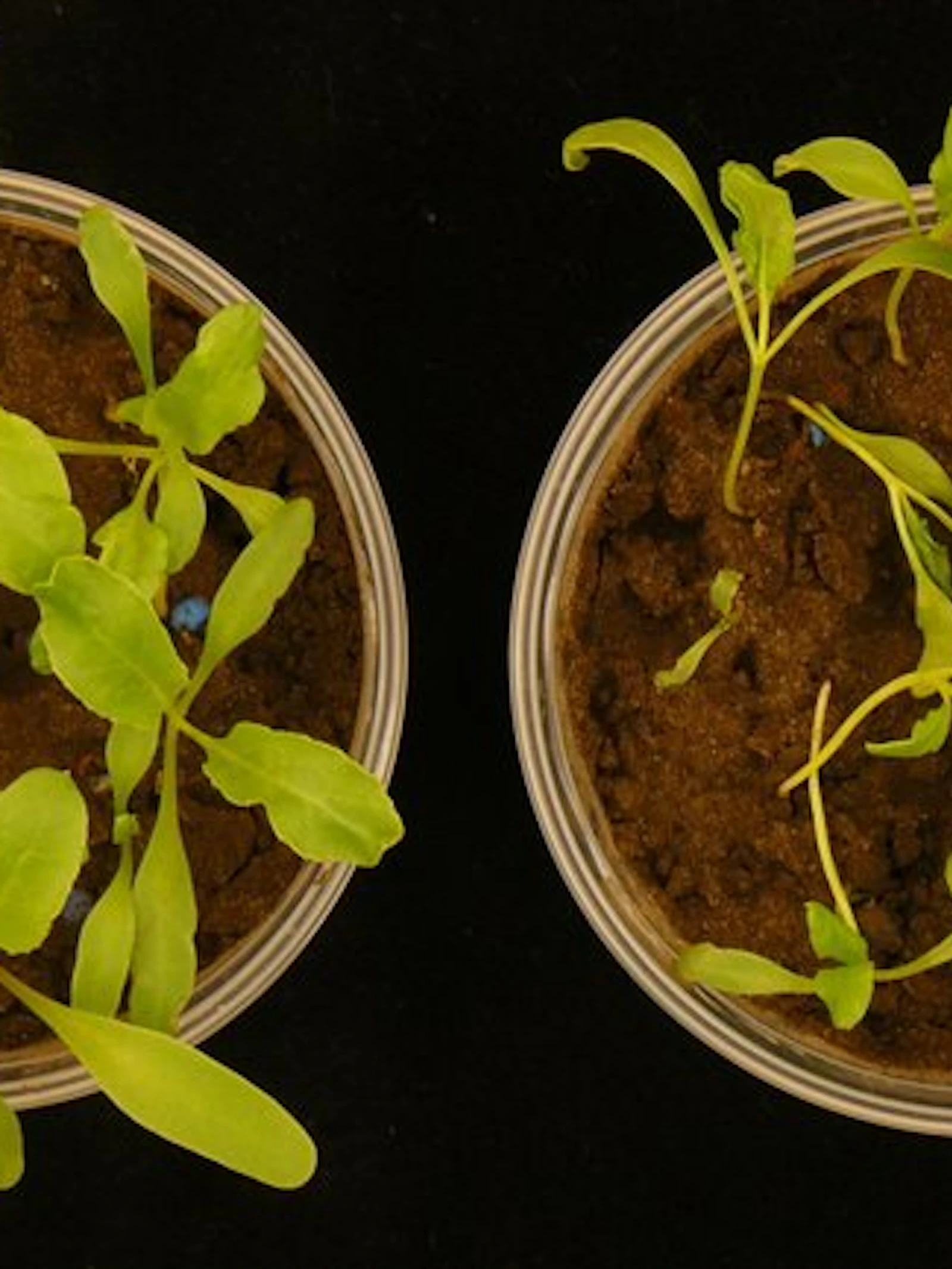 Minder bestrijdingsmiddelen nodig dankzij bacteriën in plantenwortel