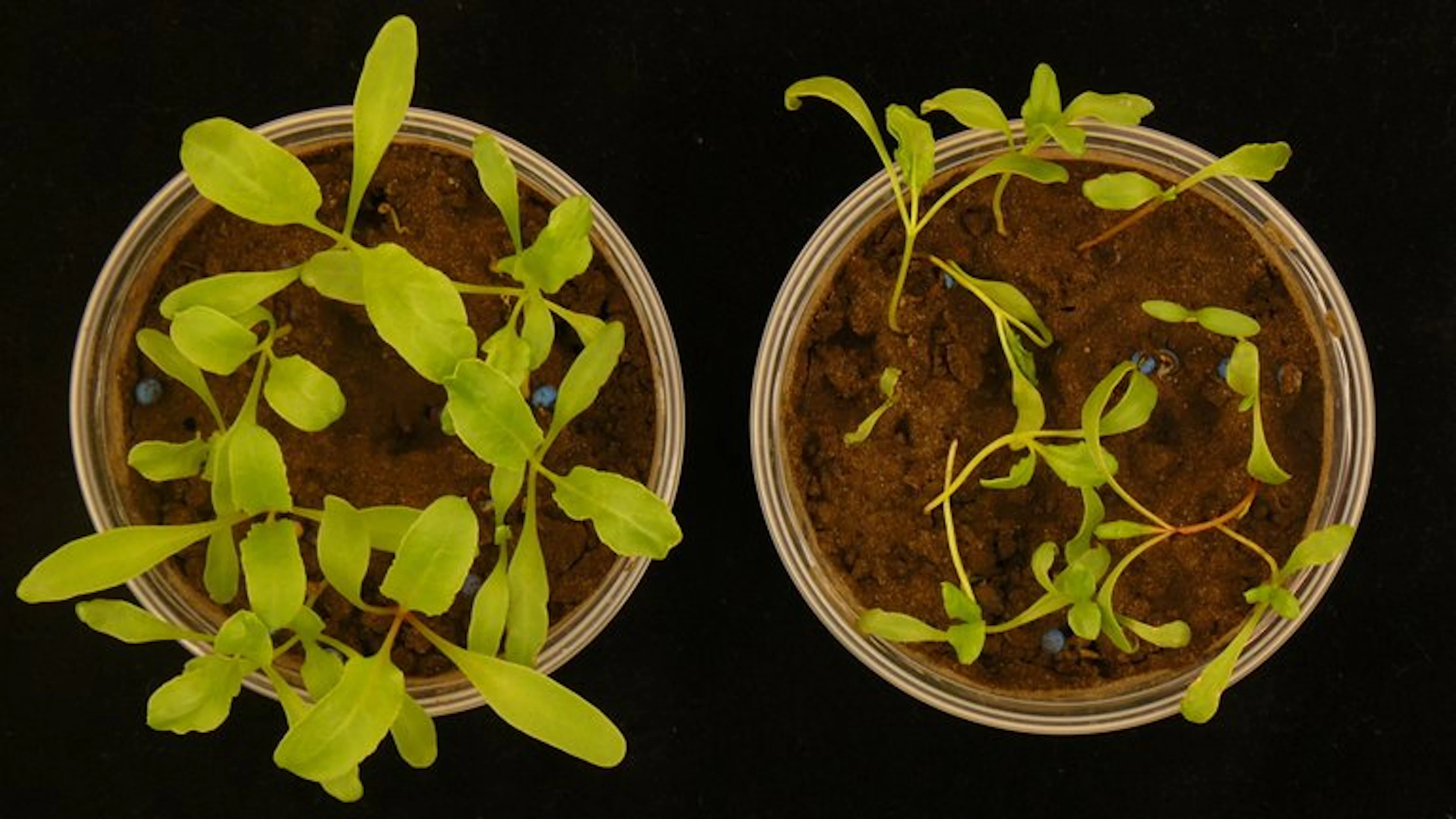 Minder bestrijdingsmiddelen nodig dankzij bacteriën in plantenwortel