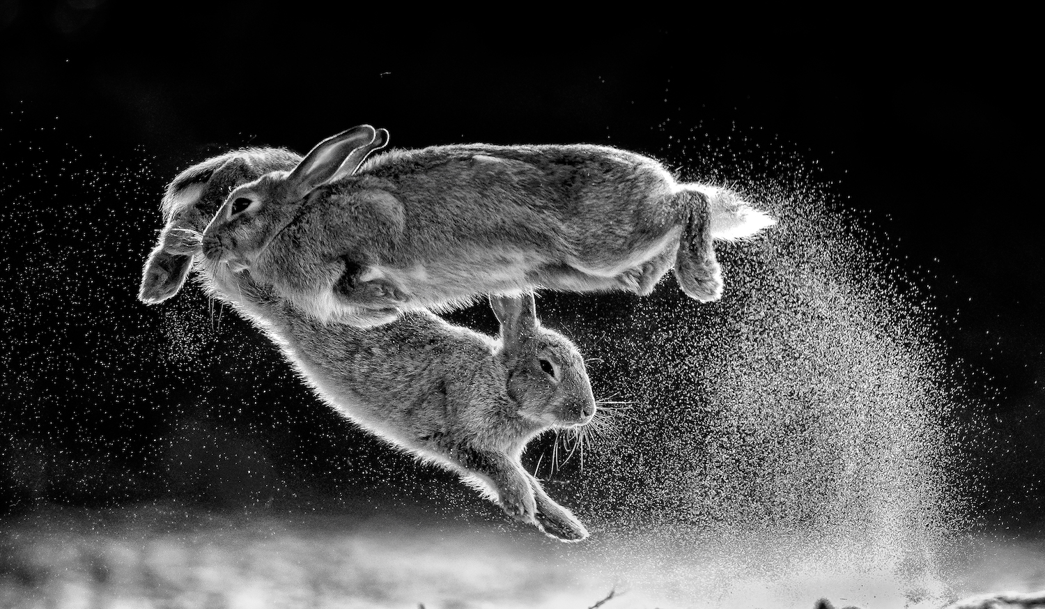 Dit zijn de winnende foto's van de Nature Photographer of the Year 2019 competitie