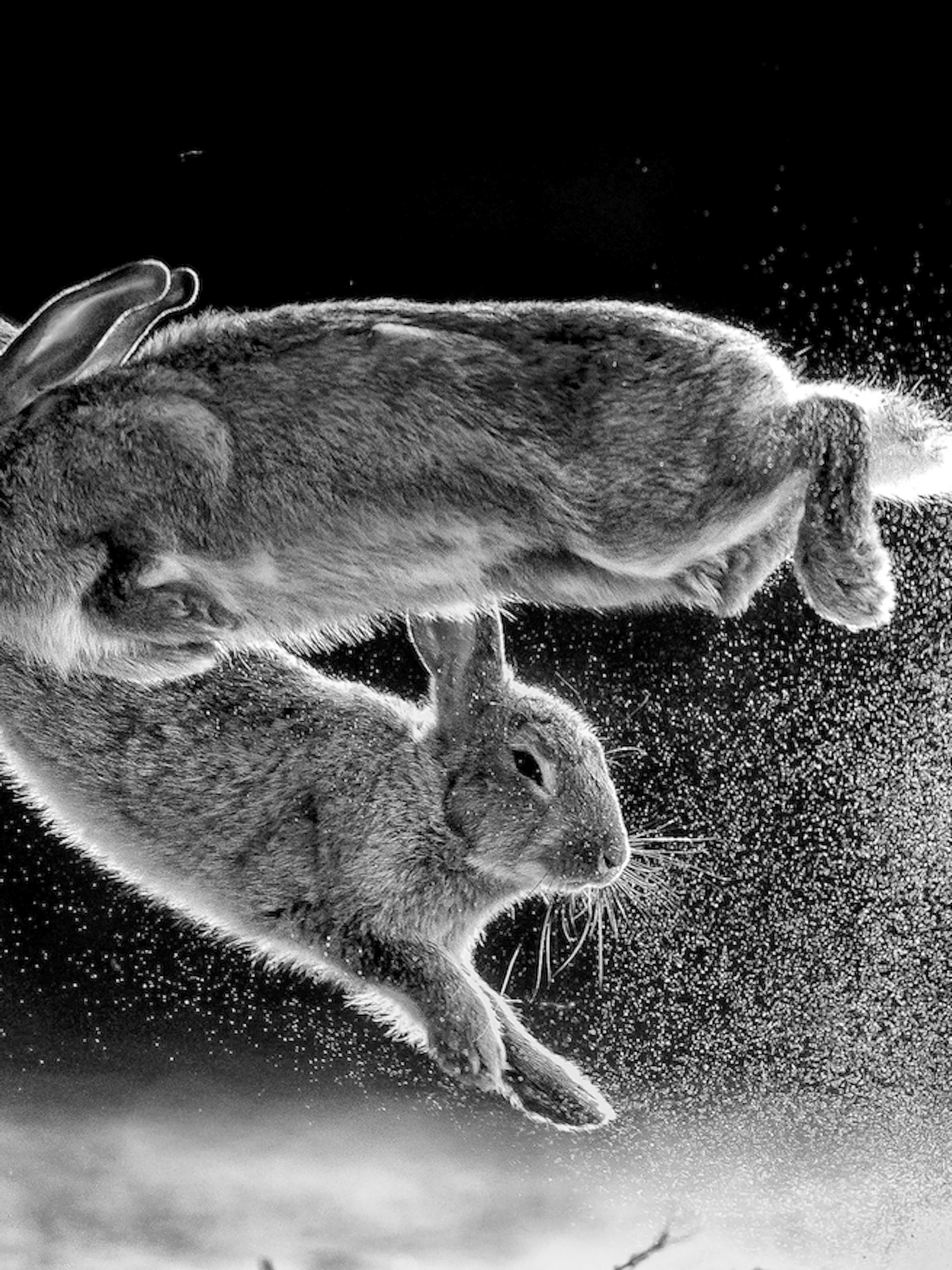 Dit zijn de winnende foto's van de Nature Photographer of the Year 2019 competitie