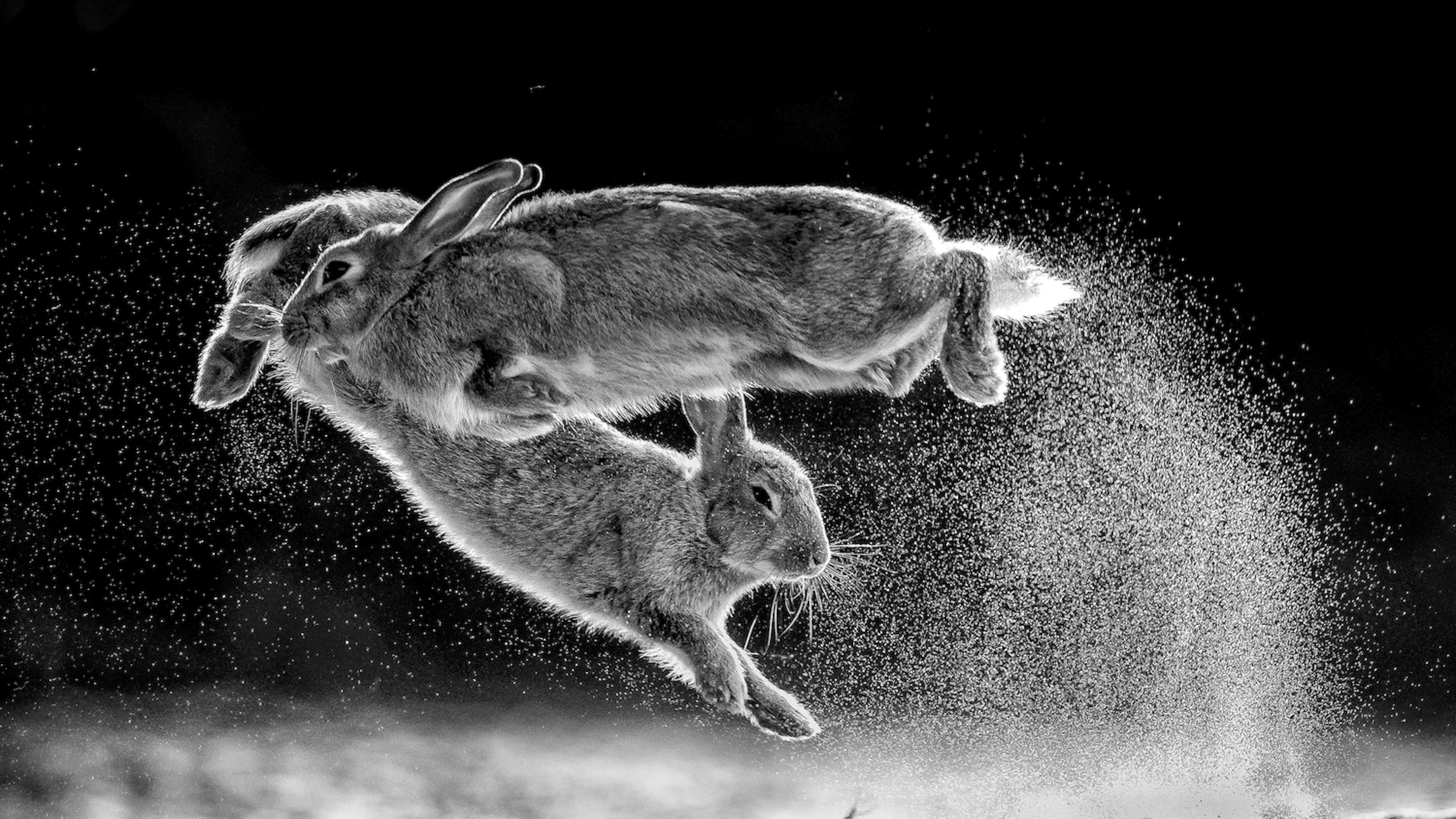Dit zijn de winnende foto's van de Nature Photographer of the Year 2019 competitie