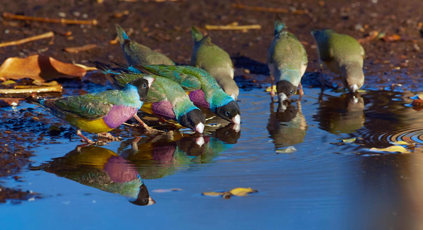 Zeldzame vogel gespot zonder hem te zien