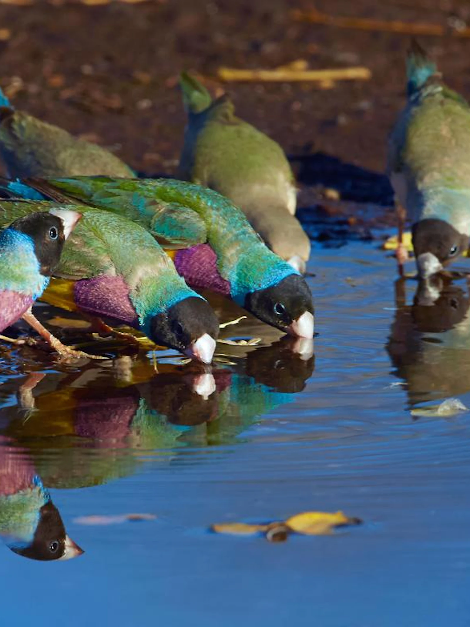 Zeldzame vogel gespot zonder hem te zien