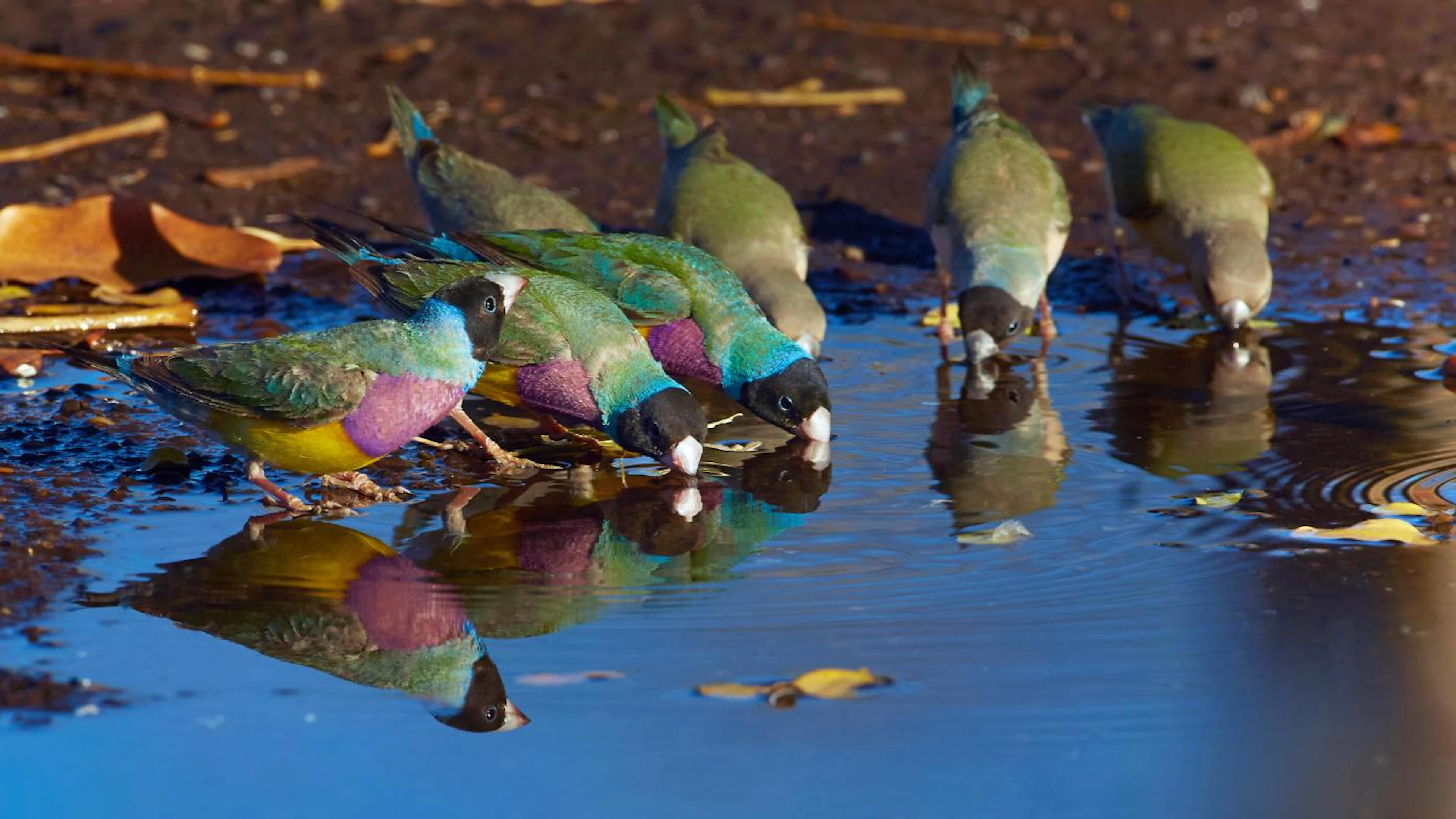 Zeldzame vogel gespot zonder hem te zien