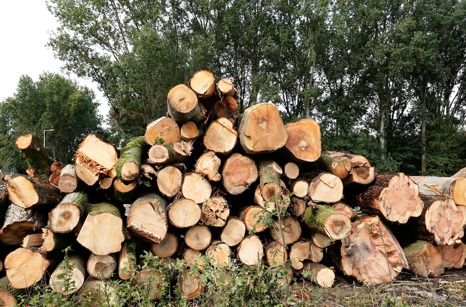Dit zijn de voor- en nadelen van energie uit biomassa