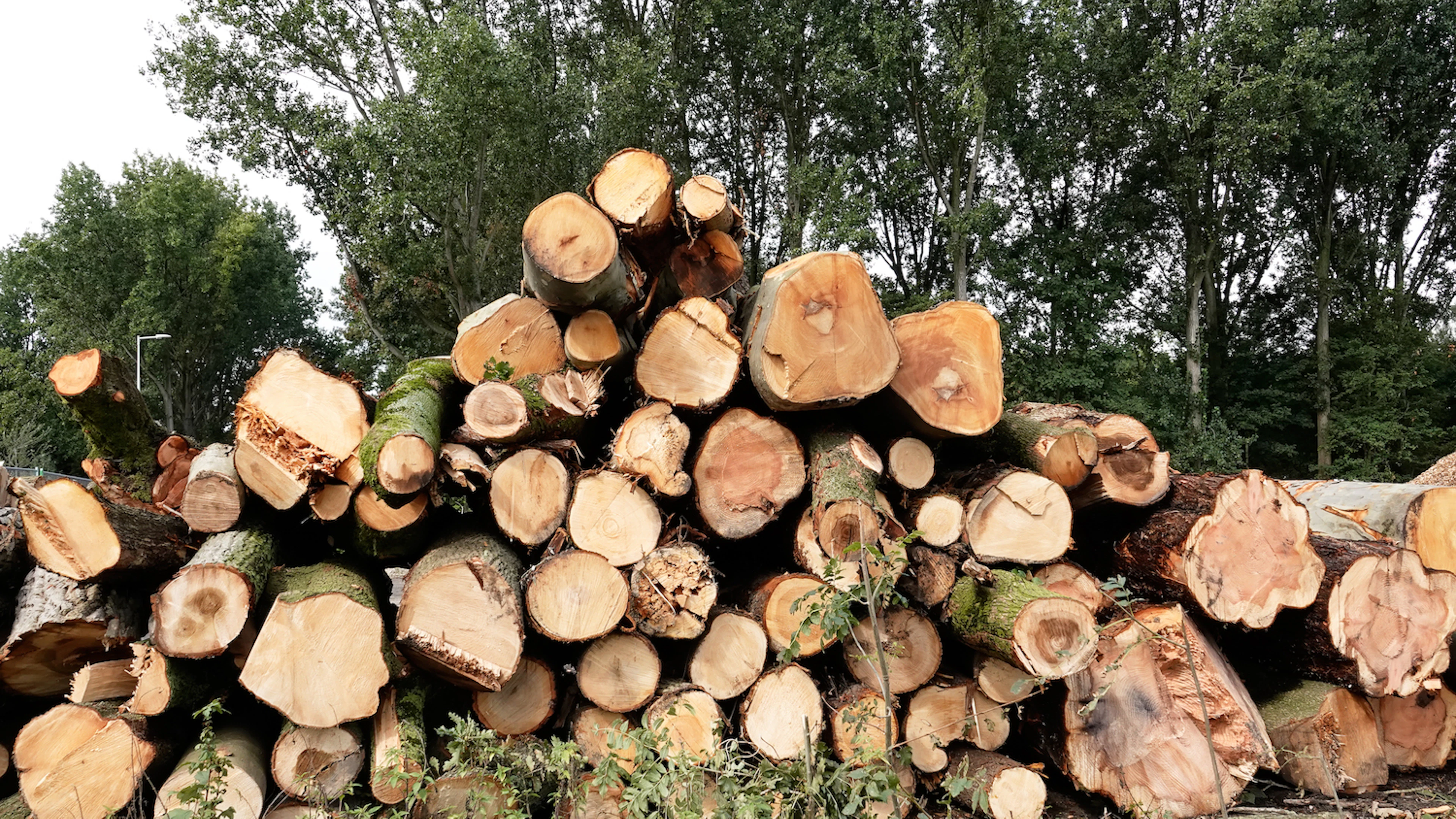 Dit zijn de voor- en nadelen van energie uit biomassa