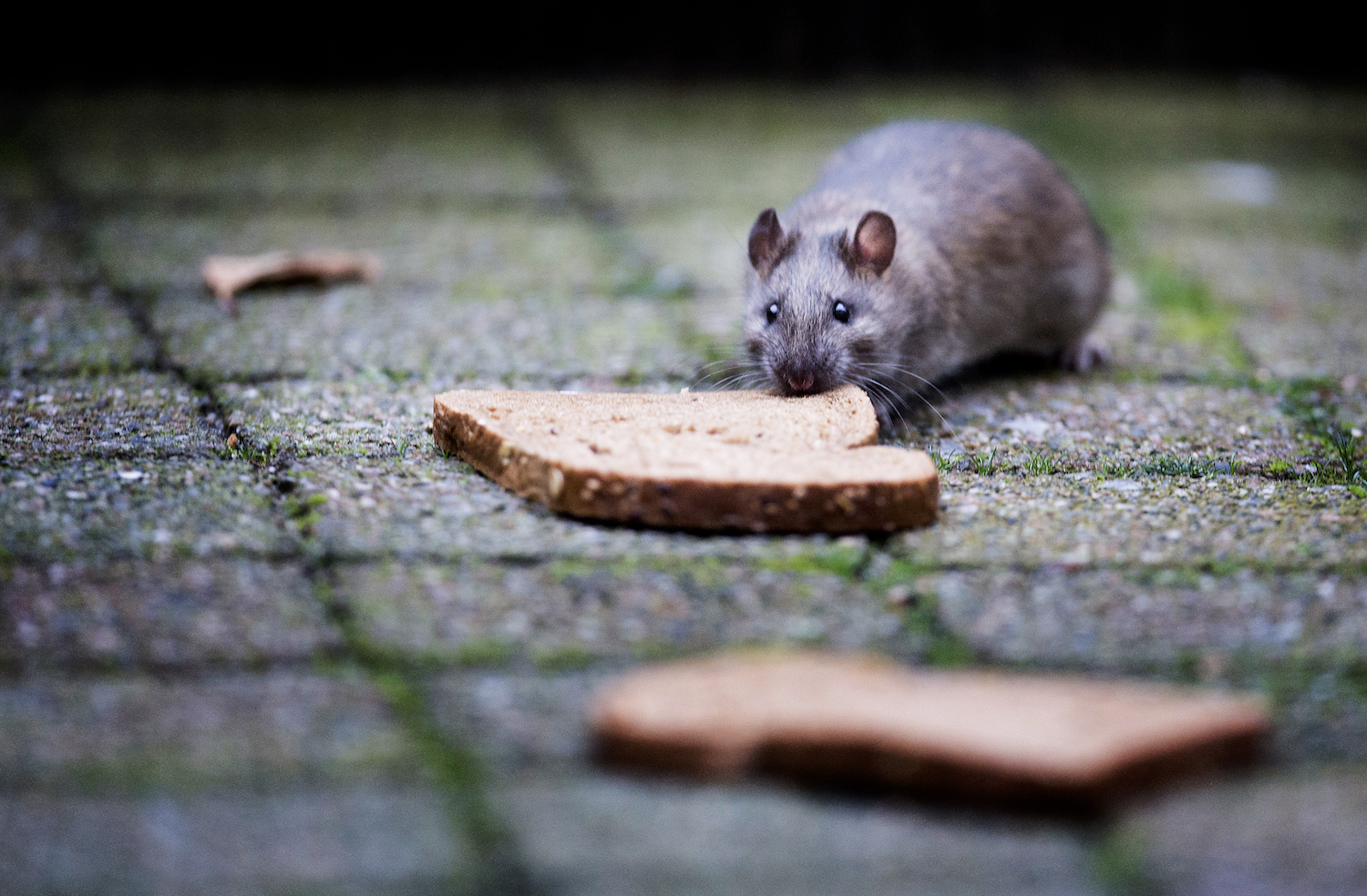 Vijf vragen en antwoorden over ratten in de stad