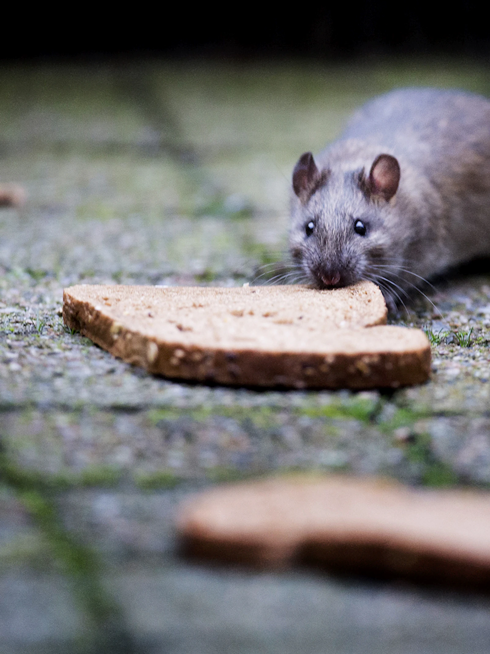 Vijf vragen en antwoorden over ratten in de stad