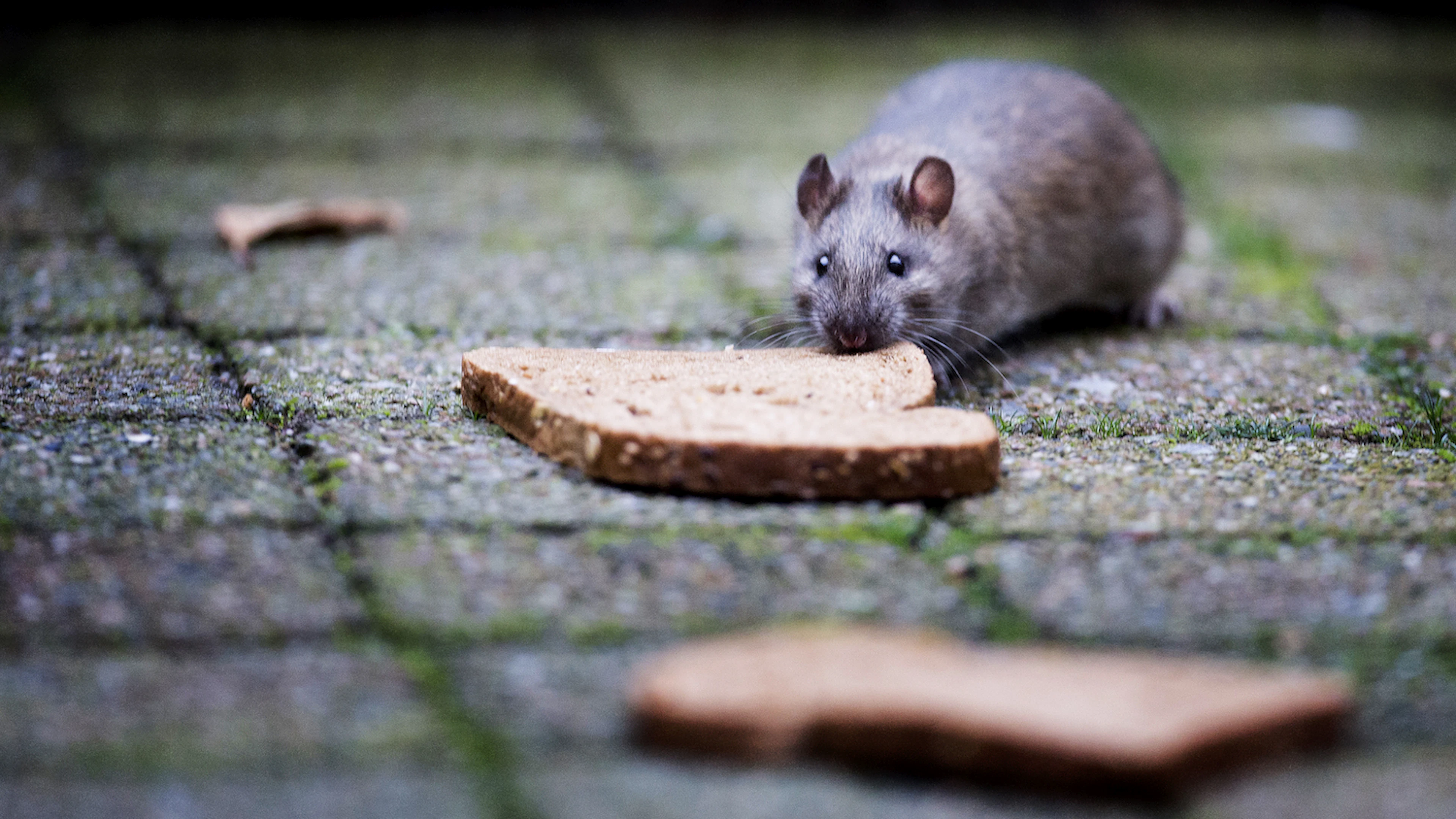 Vijf vragen en antwoorden over ratten in de stad