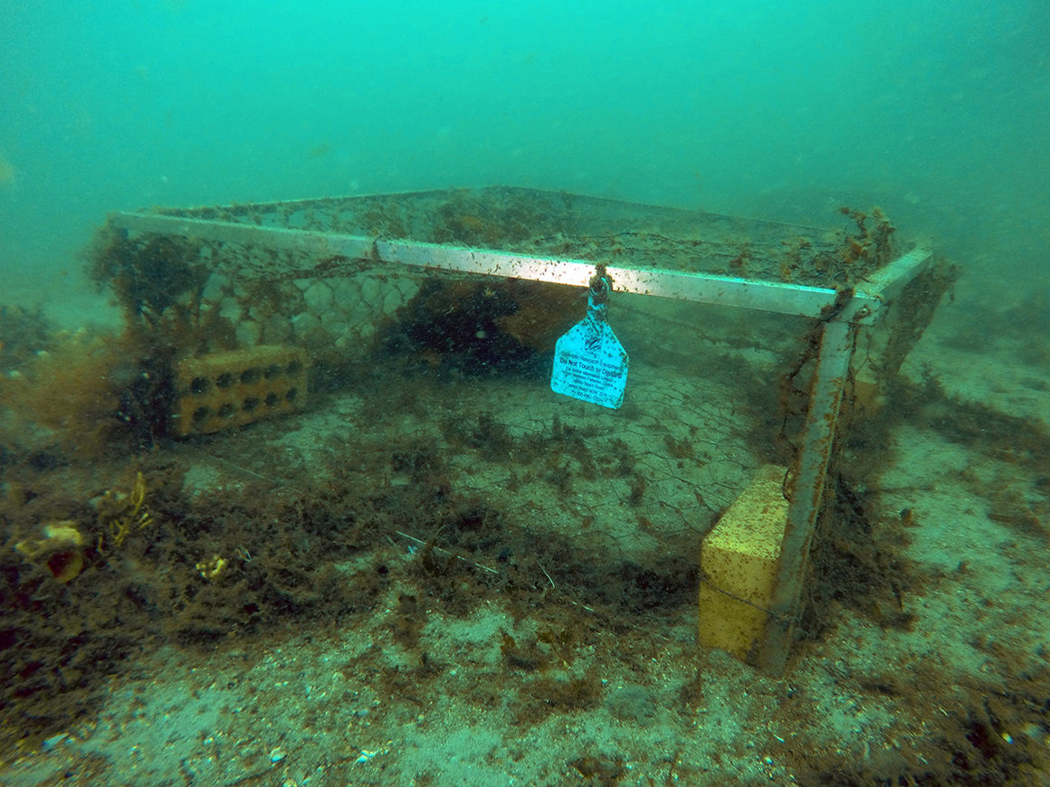 Beschermende “onderwaterhotels” vormen een veilig habitat voor zeepaardjes