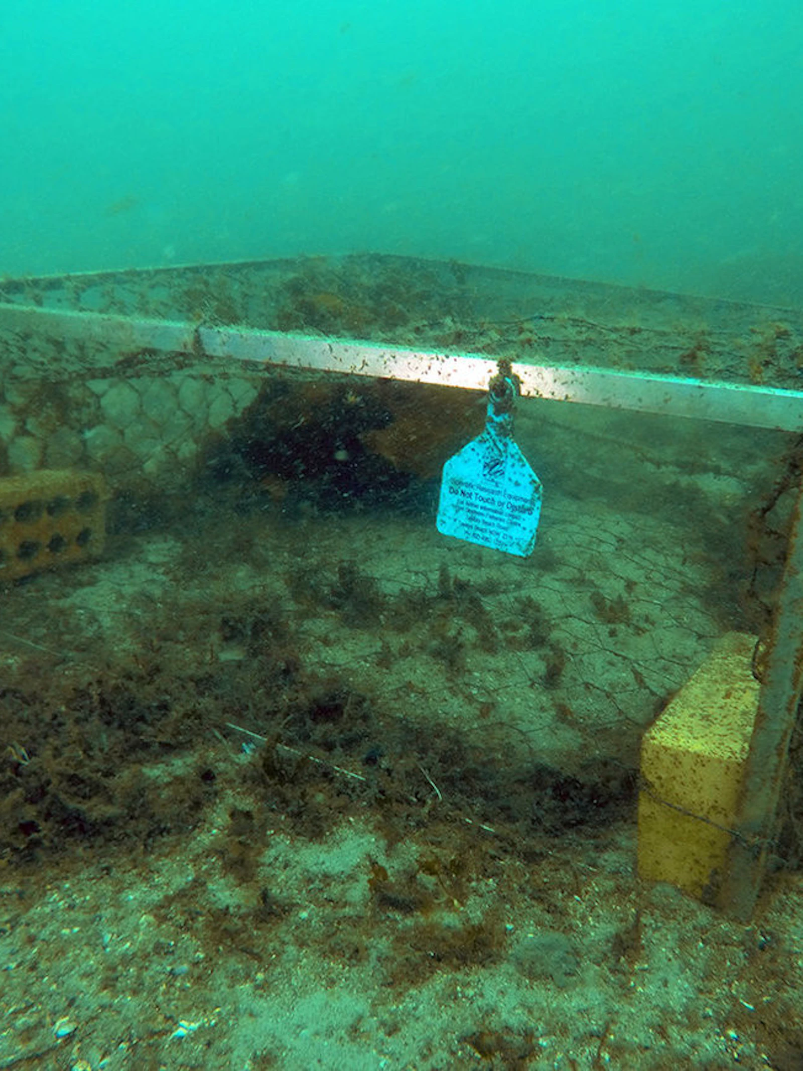 Beschermende “onderwaterhotels” vormen een veilig habitat voor zeepaardjes