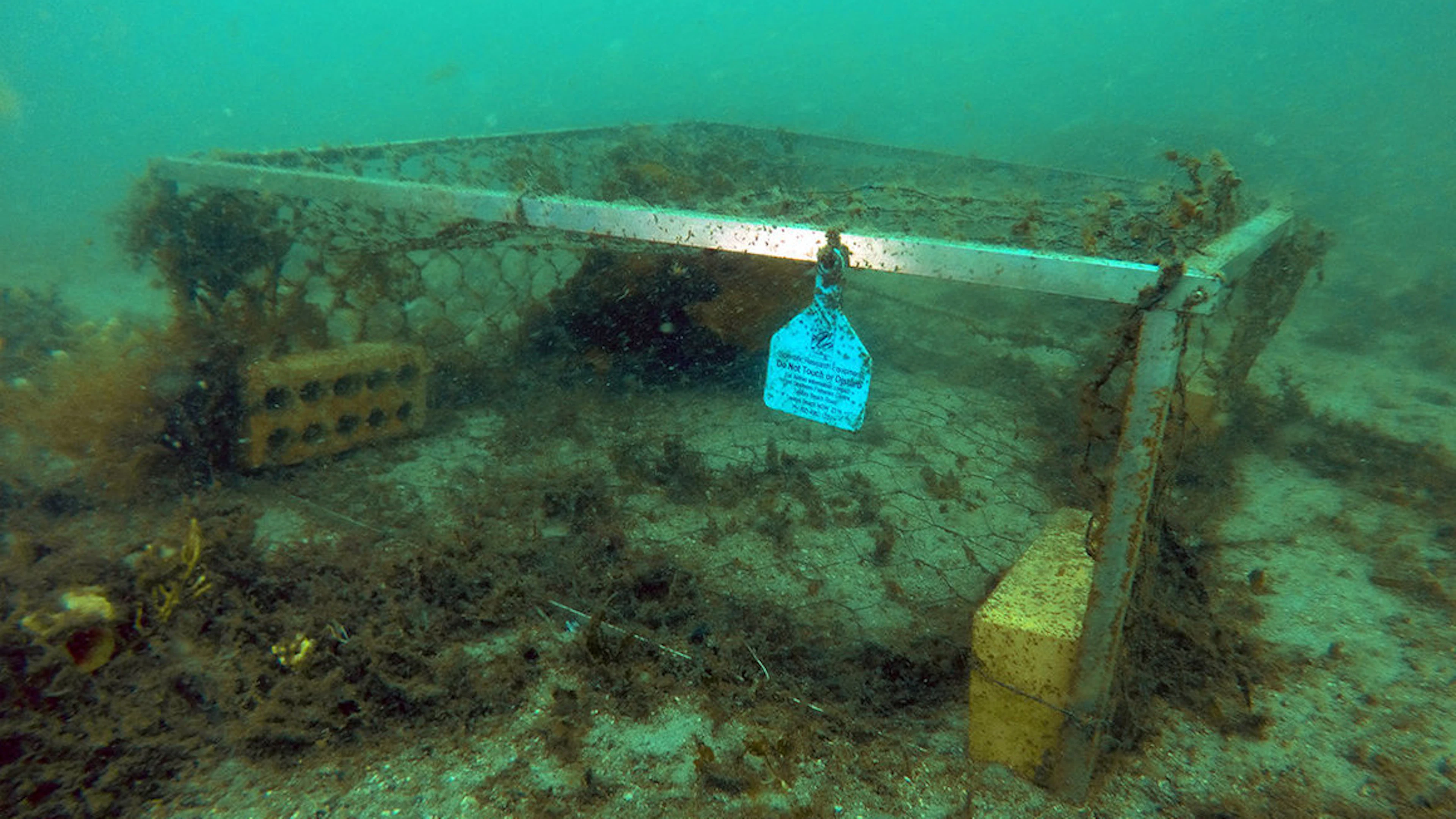 Beschermende “onderwaterhotels” vormen een veilig habitat voor zeepaardjes