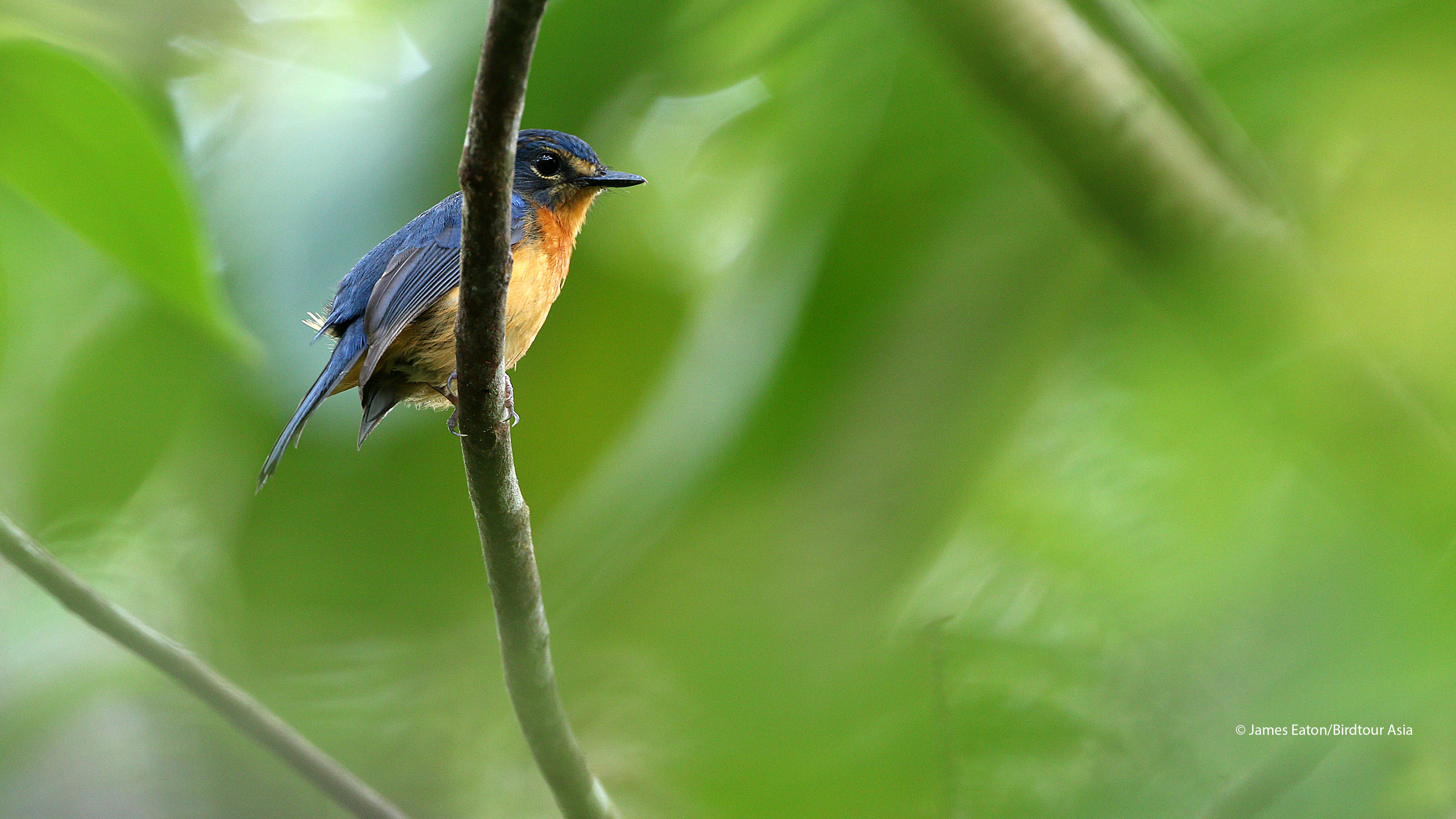Vijf nieuwe vogelsoorten ontdekt in geïsoleerde regenwouden in Indonesië