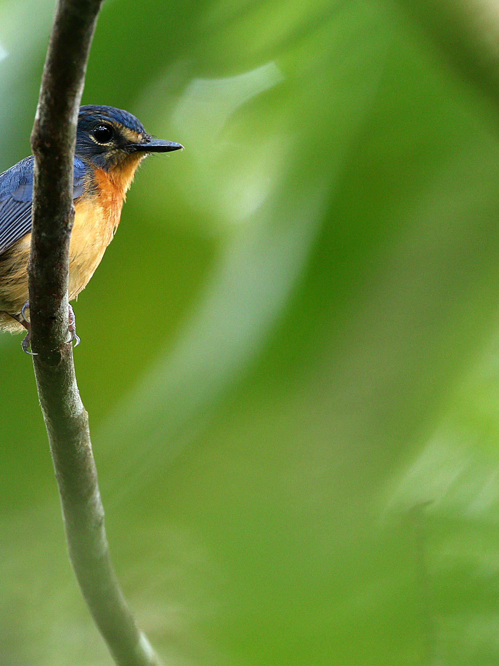 Vijf nieuwe vogelsoorten ontdekt in geïsoleerde regenwouden in Indonesië