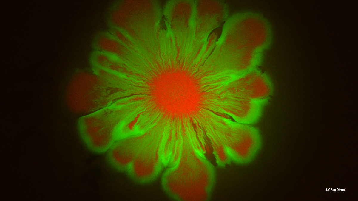 Bacteriën vormen prachtige bloempatronen
