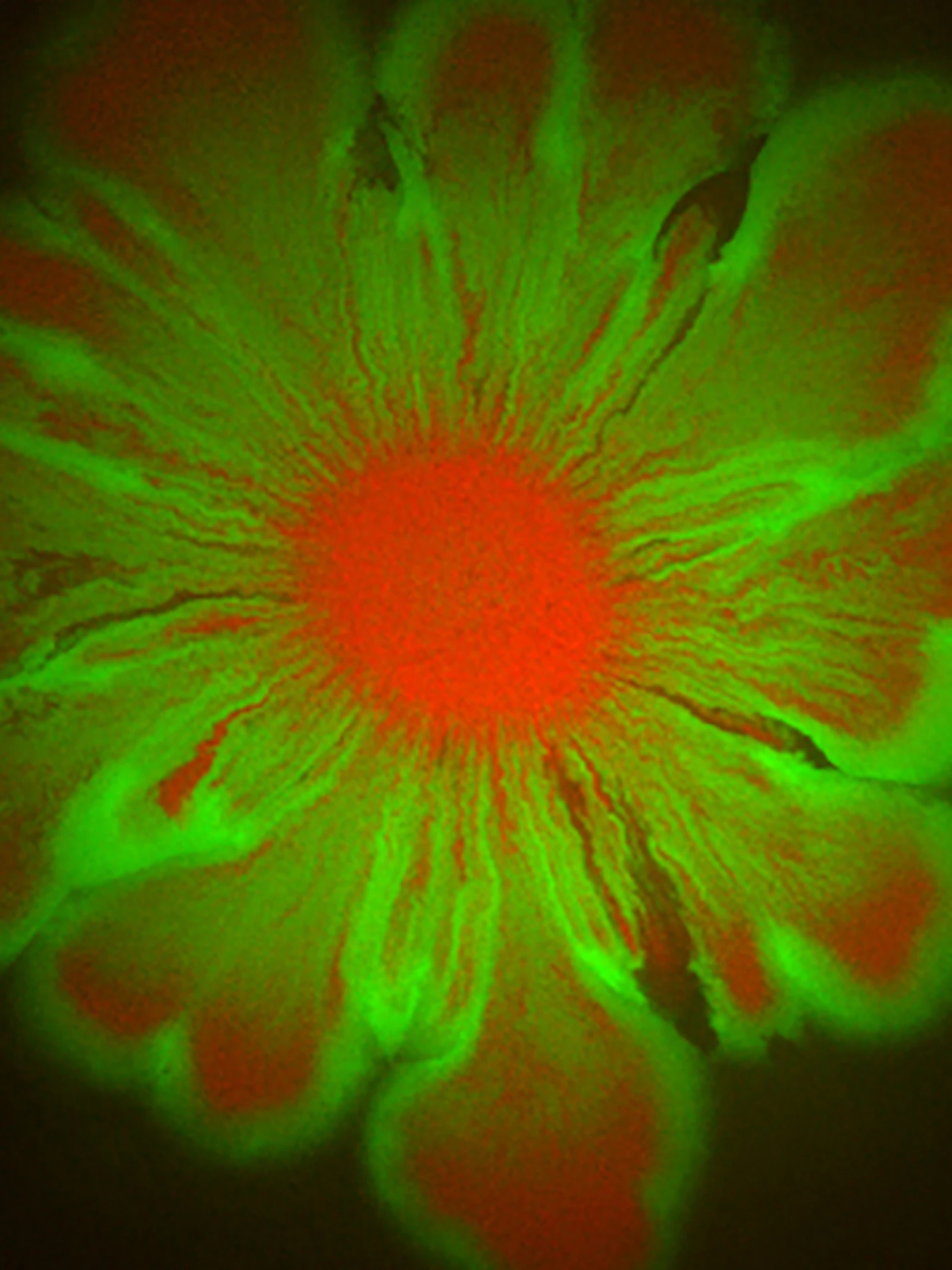 Bacteriën vormen prachtige bloempatronen