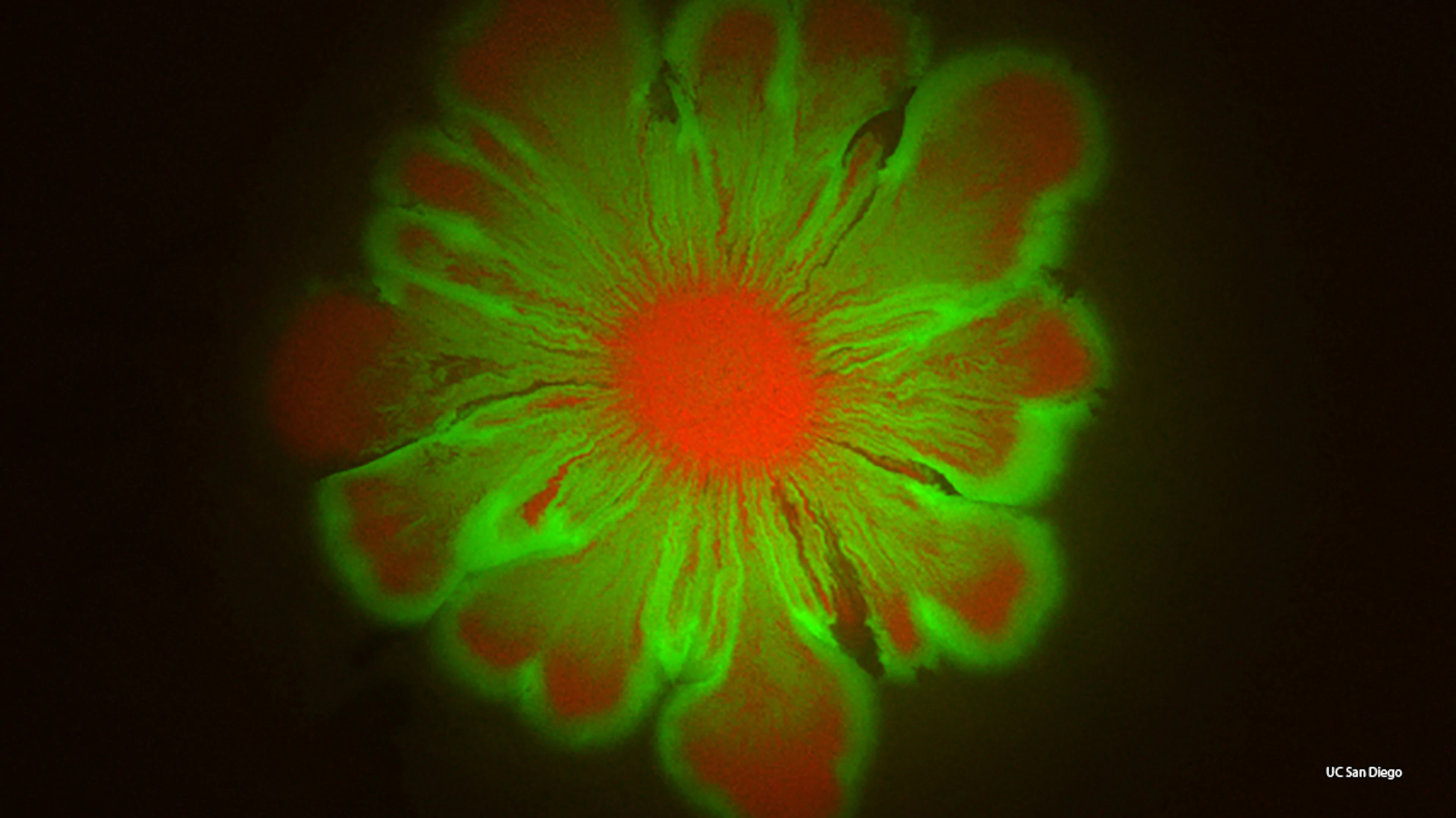 Bacteriën vormen prachtige bloempatronen