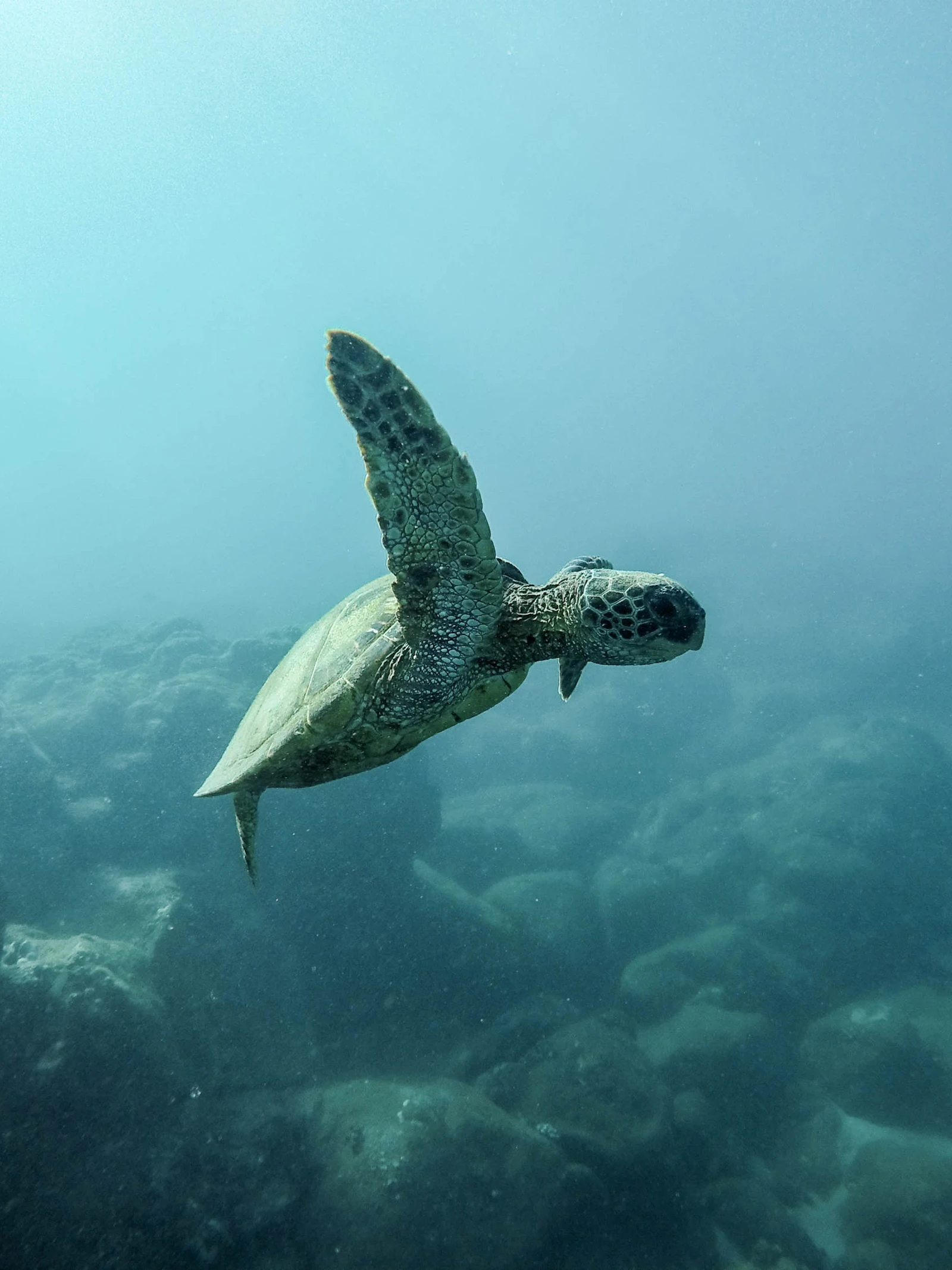Planeet Oceaan is nog lang niet verkend