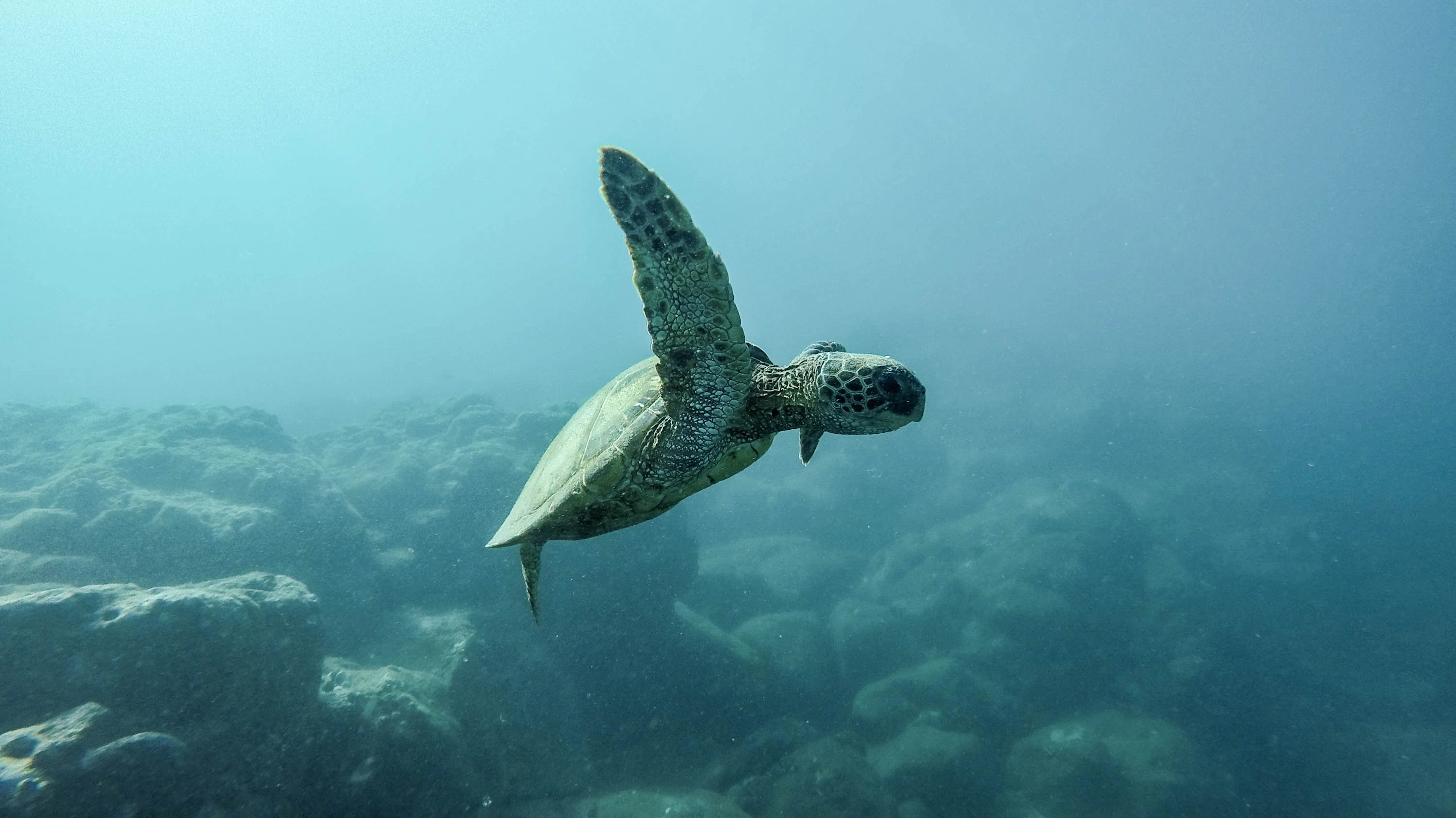 Planeet Oceaan is nog lang niet verkend