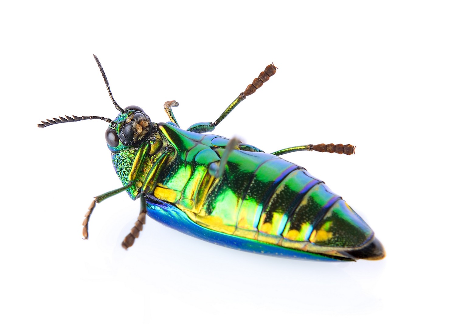 Felle regenboogkleuren werken ook als camouflage