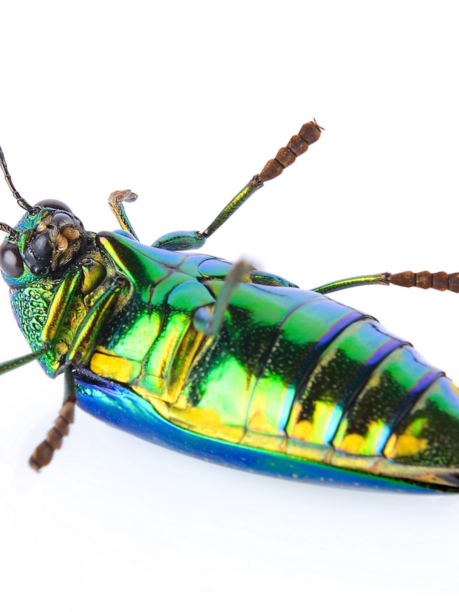 Felle regenboogkleuren werken ook als camouflage